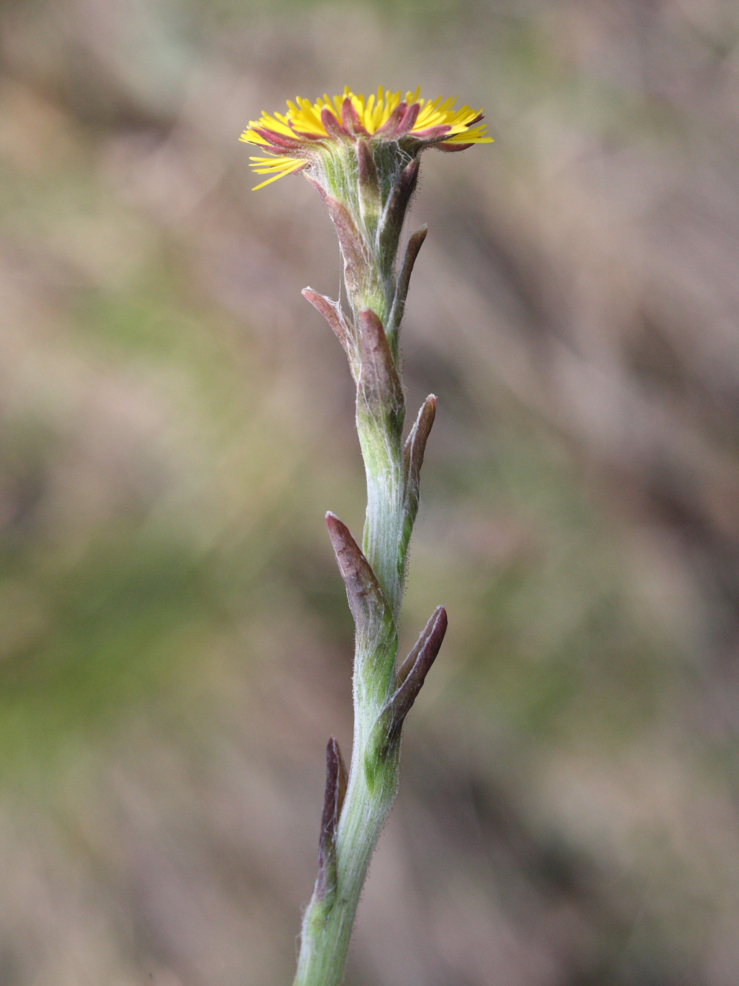 tussilago_farfara2md