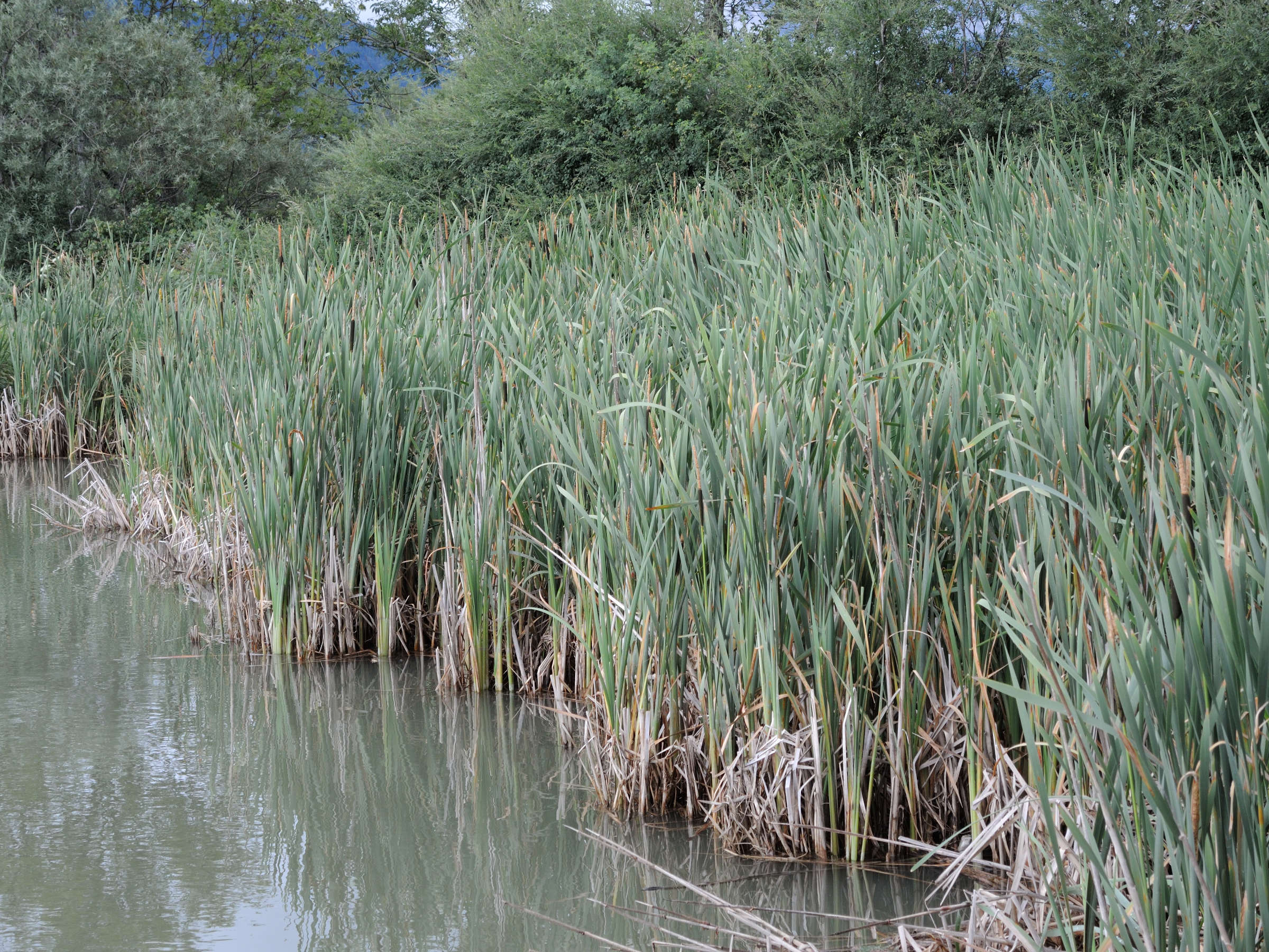 Afficher le média typha_latifolia3md typha_latifolia3md