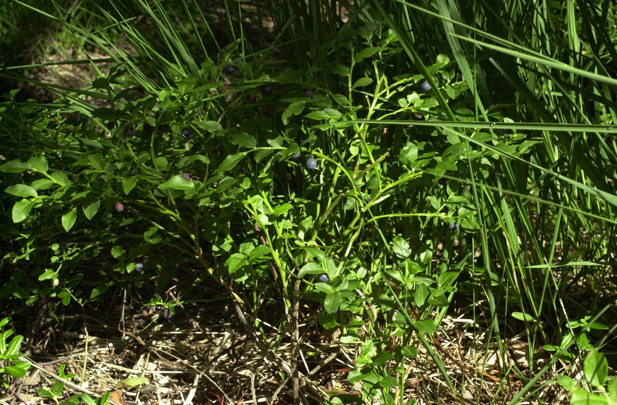 Afficher le média vaccinium_myrtillus3md vaccinium_myrtillus3md