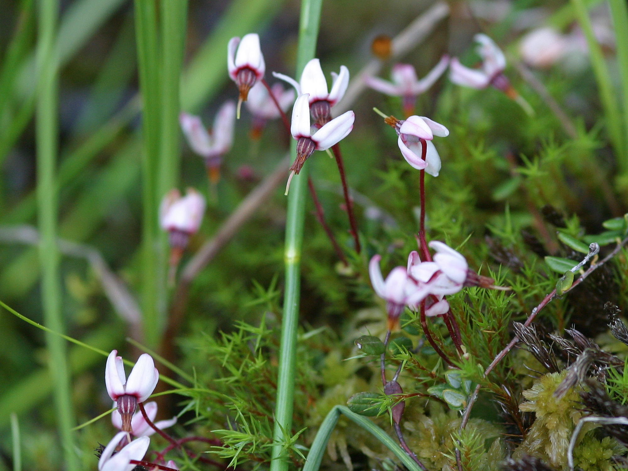 Afficher le média vaccinium_oxycoccos4md vaccinium_oxycoccos4md