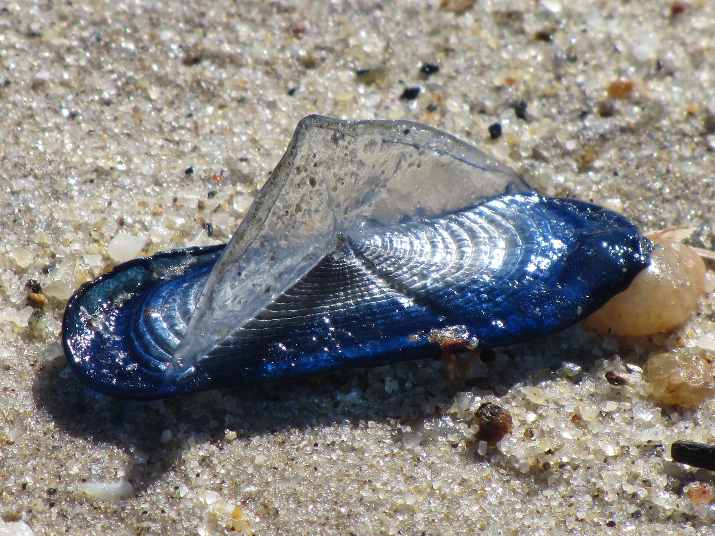 velella_velella2mv