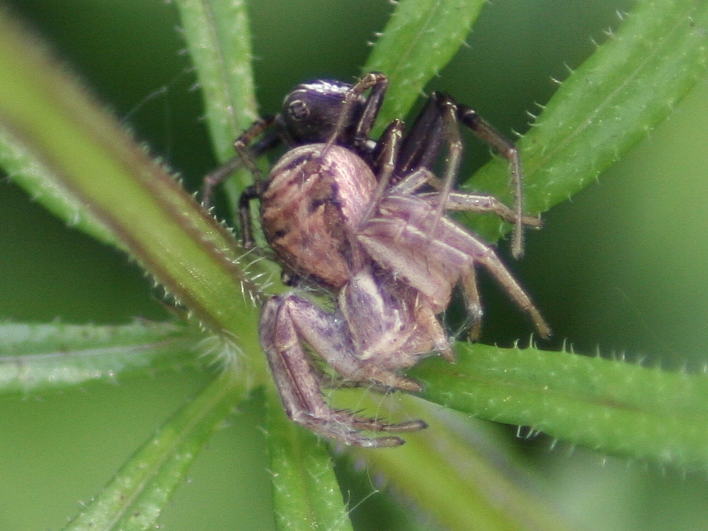 xysticus_cristatus3md