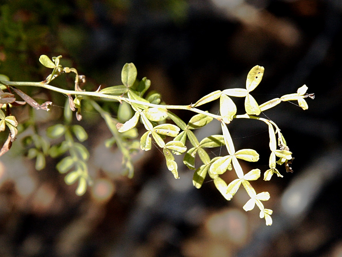 Afficher le média Zanthoxylum_tragodes Zanthoxylum_tragodes