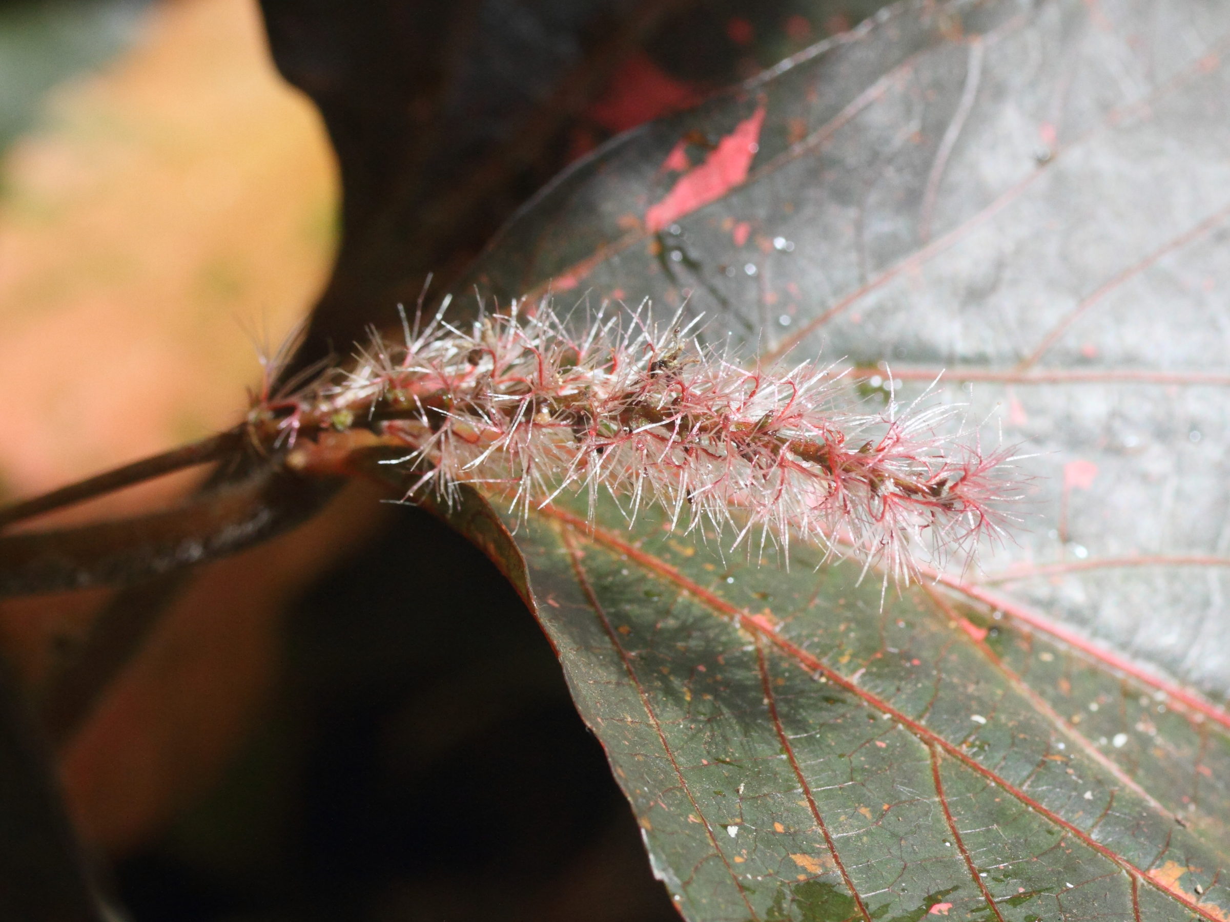 acalypha_wilkesiana5md