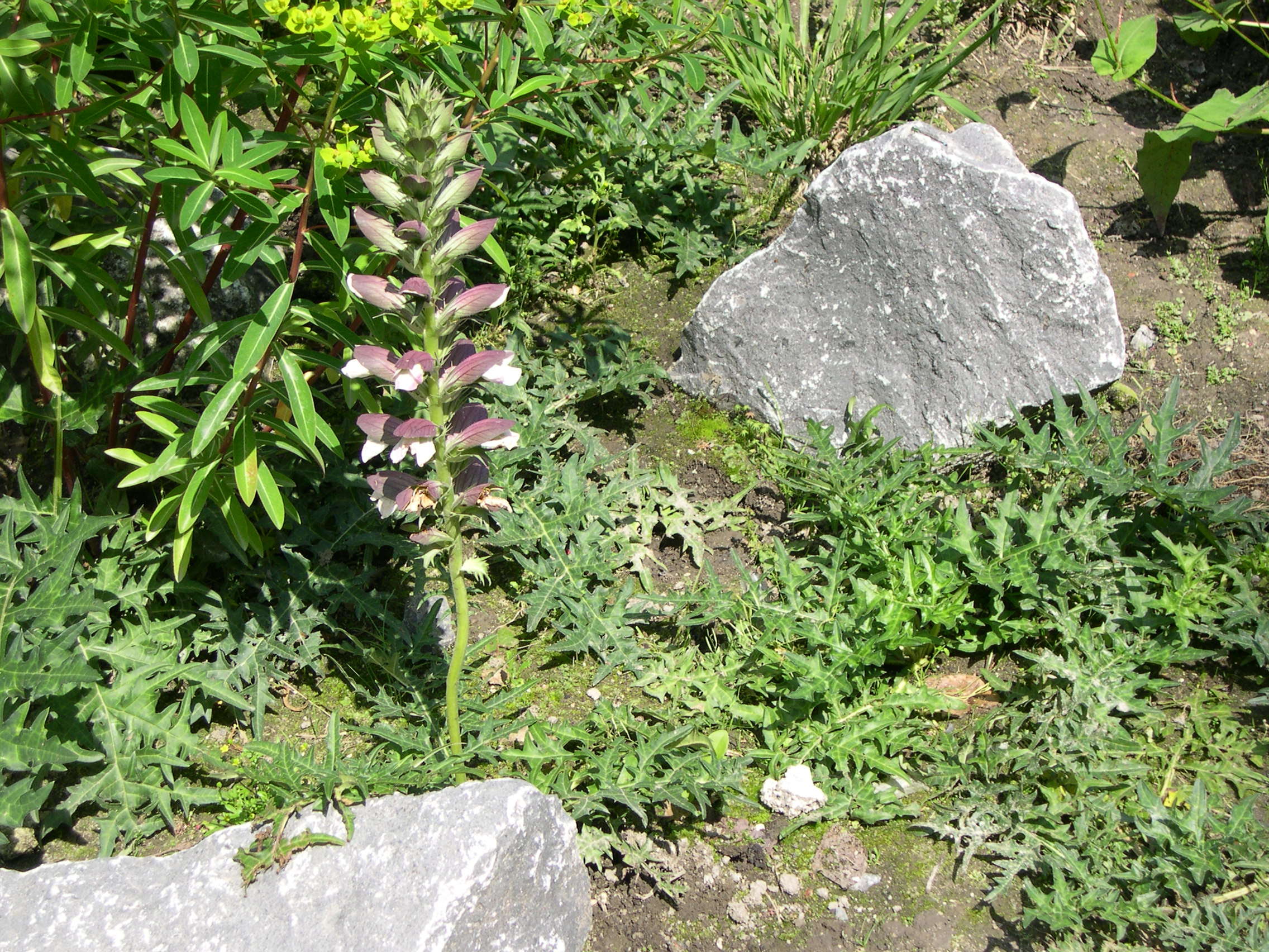 acanthus_spinosus1md