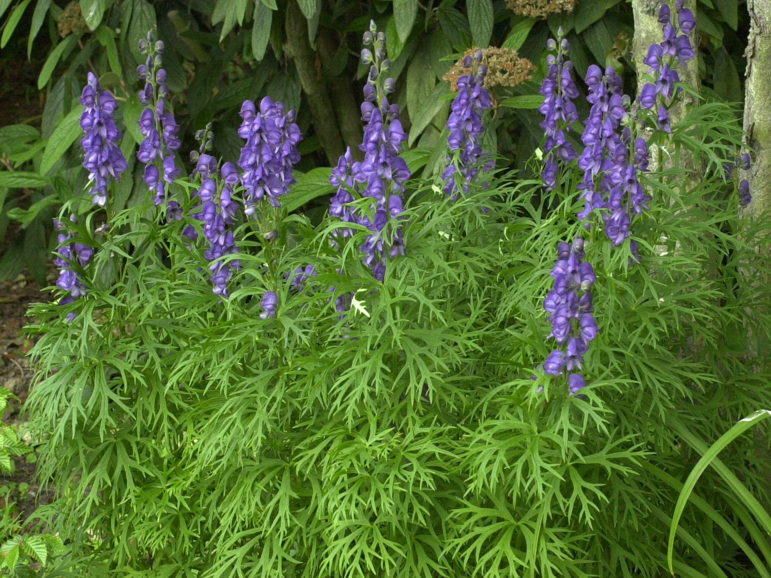 Afficher le média aconitum_napellus1md aconitum_napellus1md