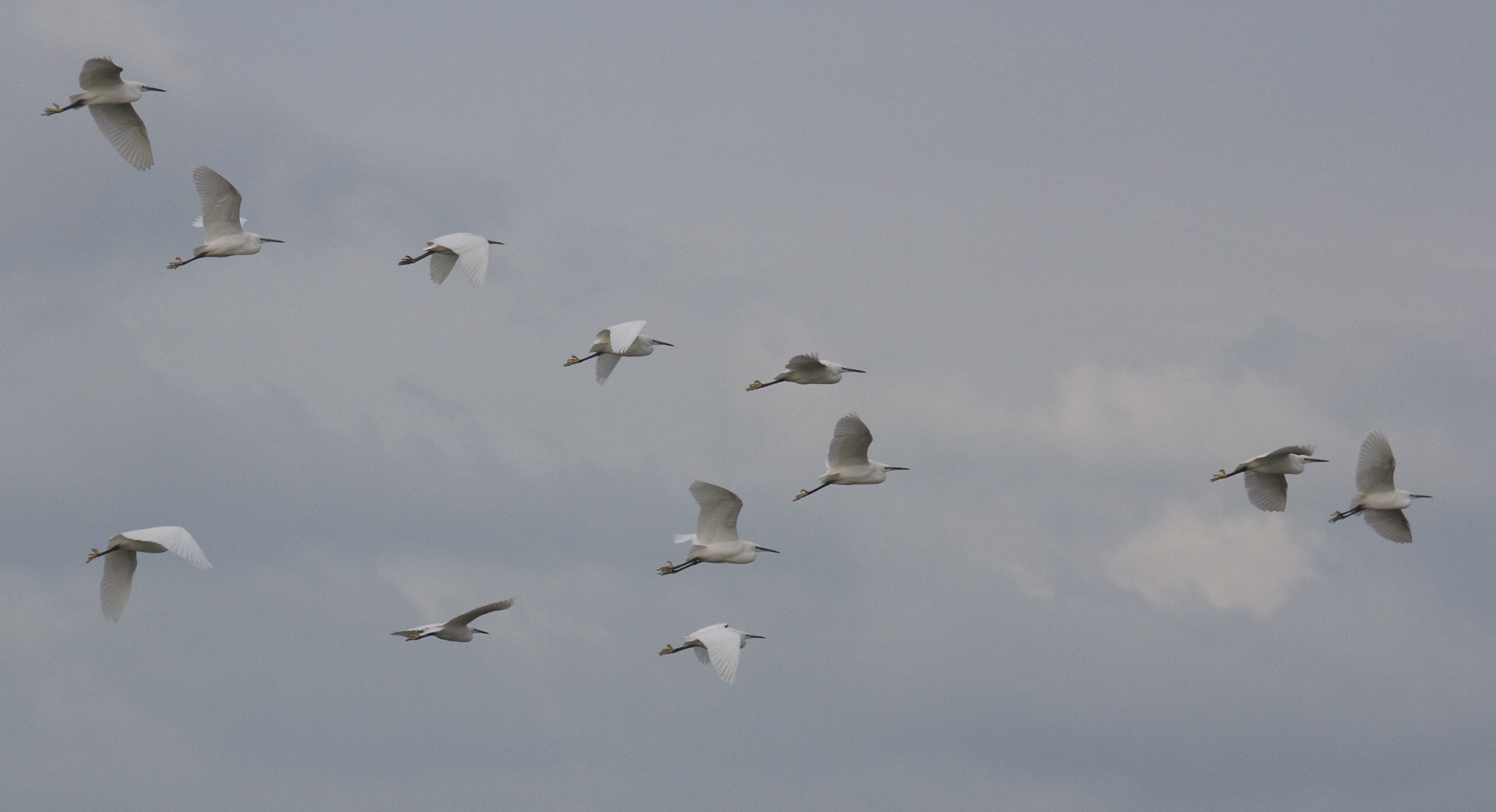 aigrette_garzette_-_egretta_garzetta4md