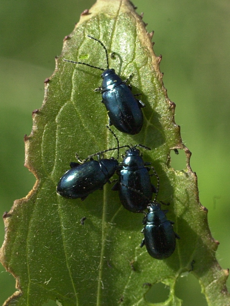 Afficher le média altica_oleracea1md altica_oleracea1md