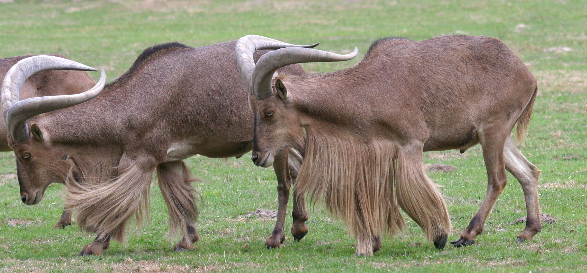 ammotragus_lervia1bd