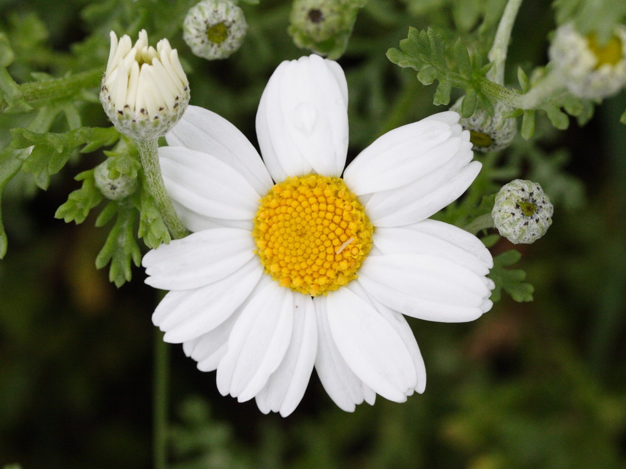 Afficher le média anthemis_nobilis3md anthemis_nobilis3md