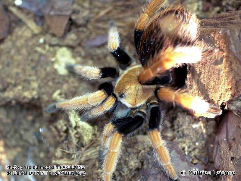 aphonopelma_bicoloratum1ml