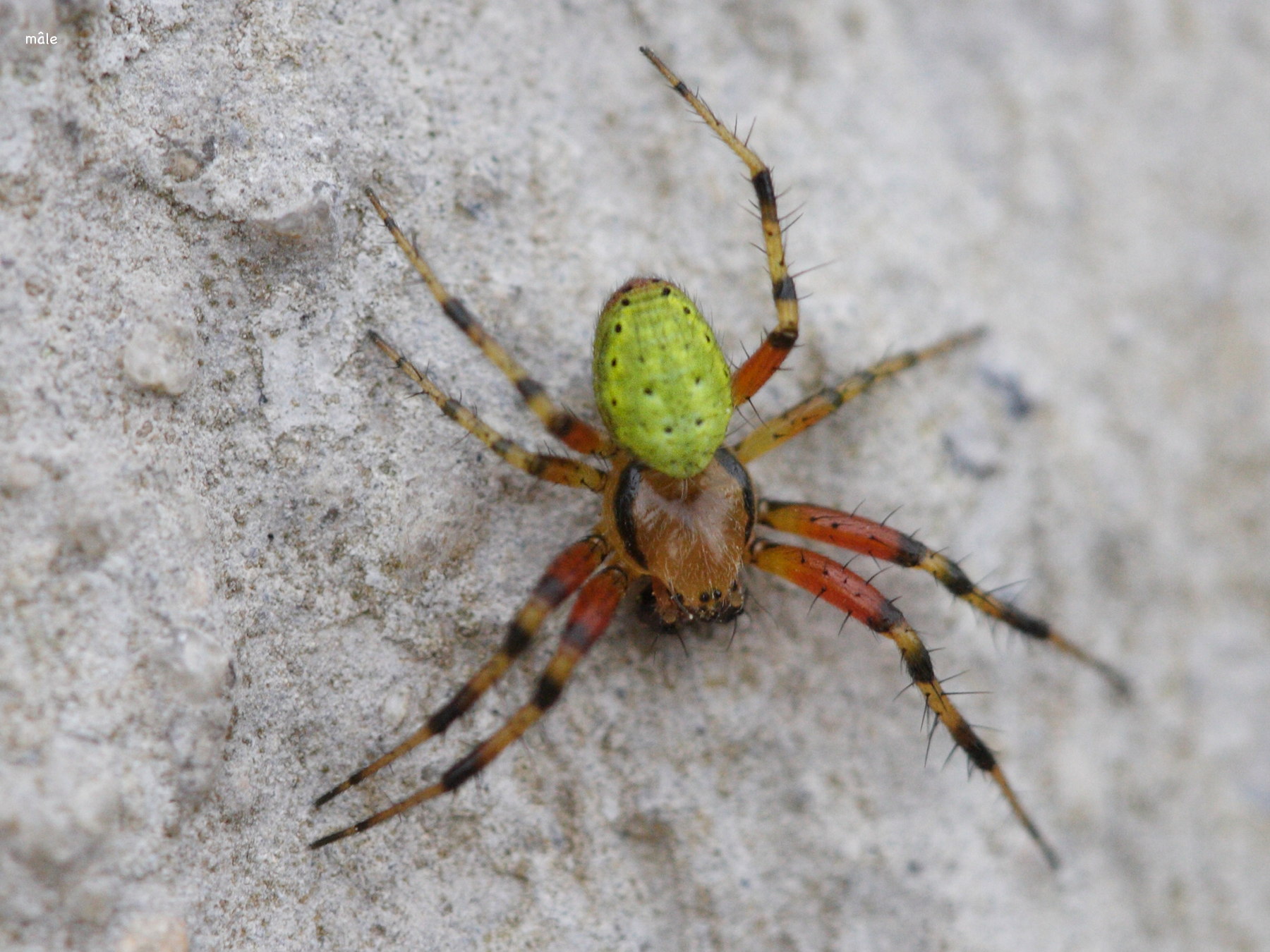 araniella_cucurbitina5md