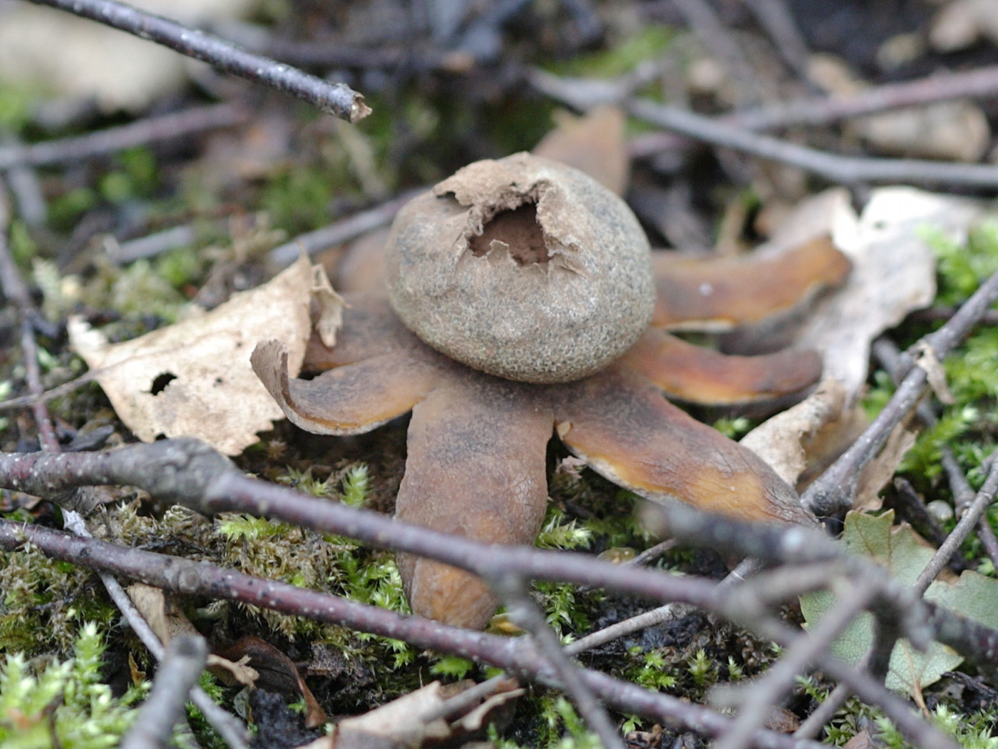 astraeus_hygrometricus2bd