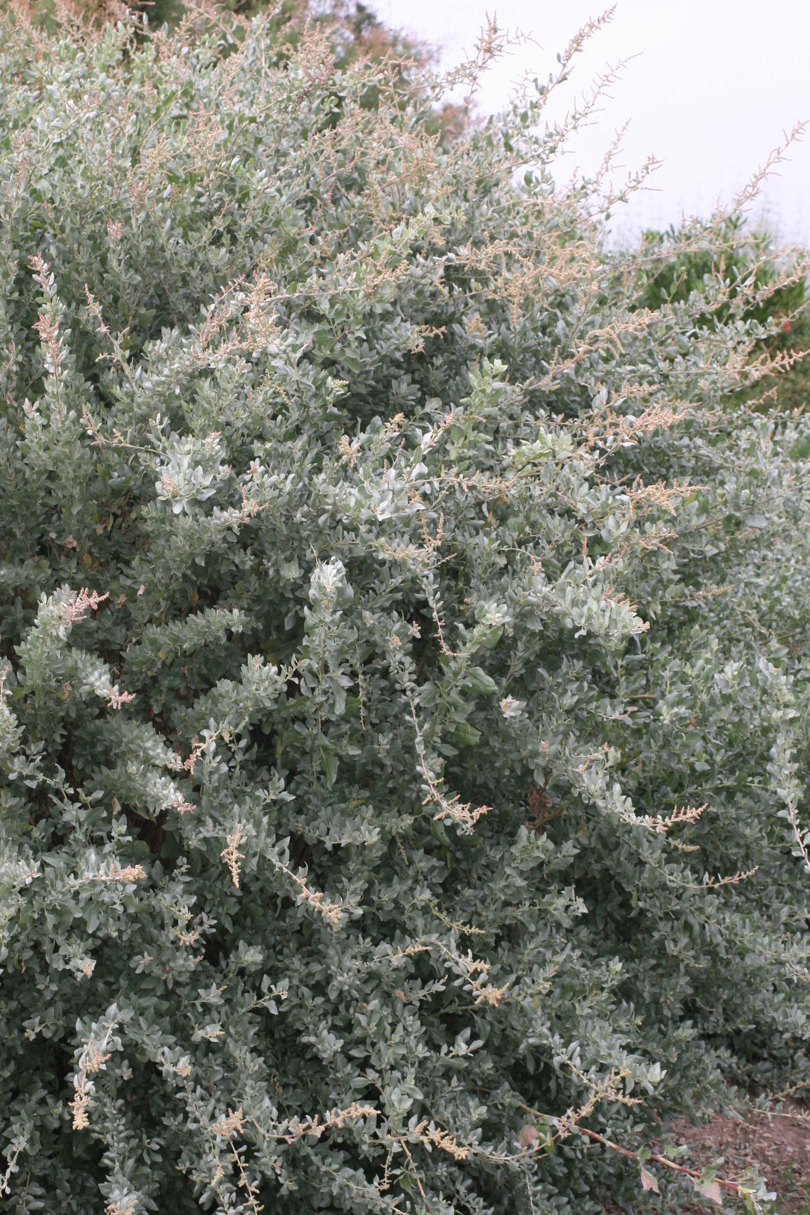 Afficher le média atriplex_halimus1amd atriplex_halimus1amd