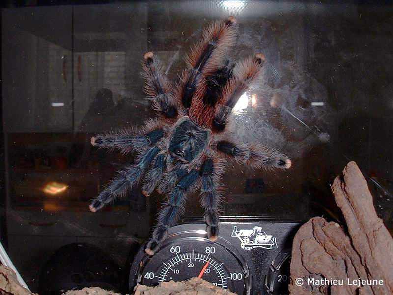 avicularia_braunshauseni1ml