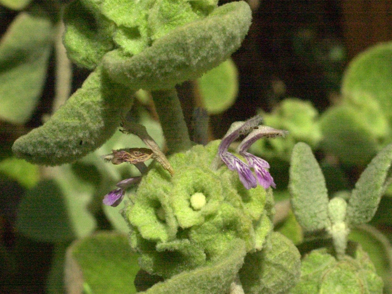 ballota_pseudodictamnus4md