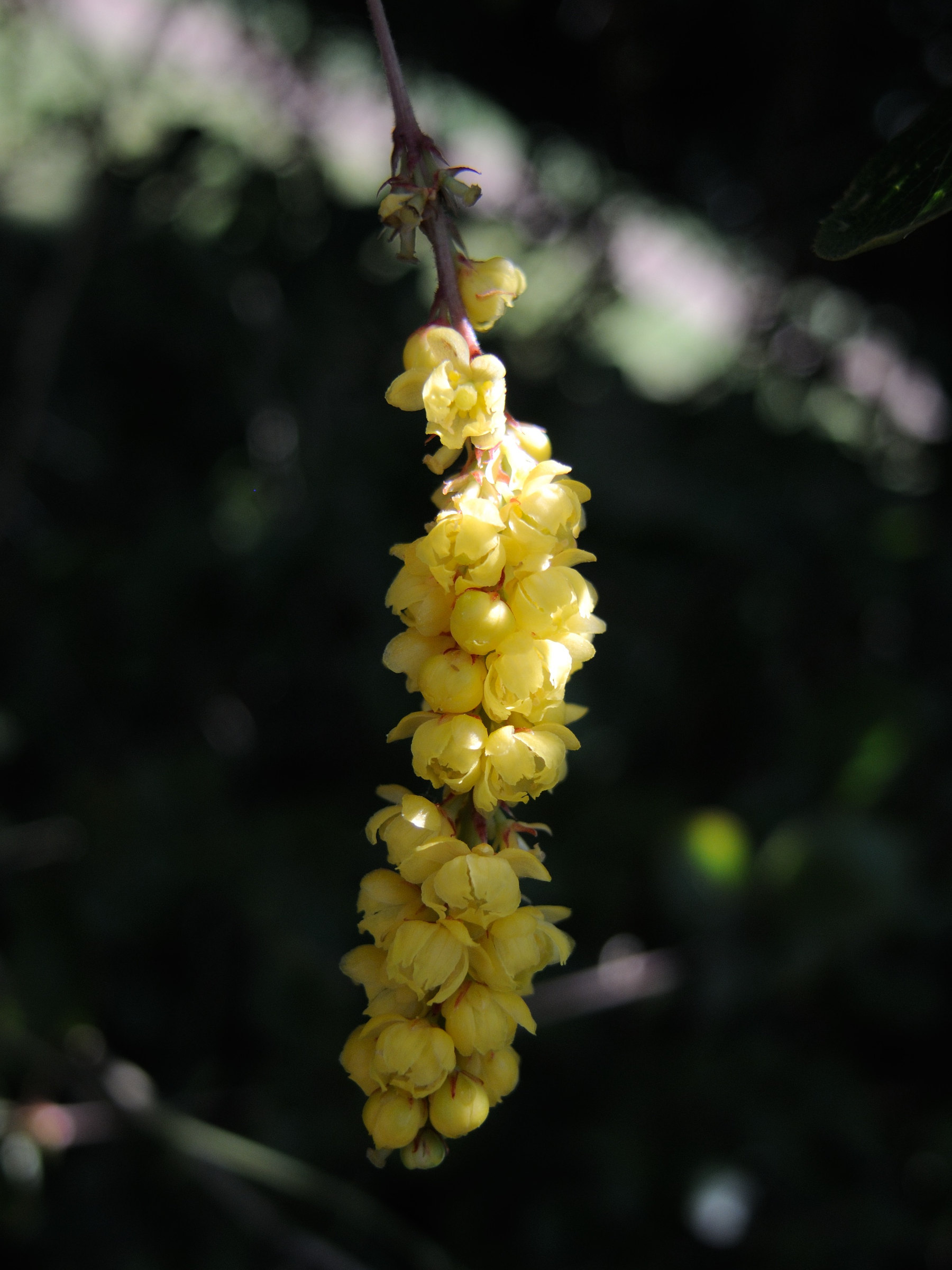 berberis_henryana1md