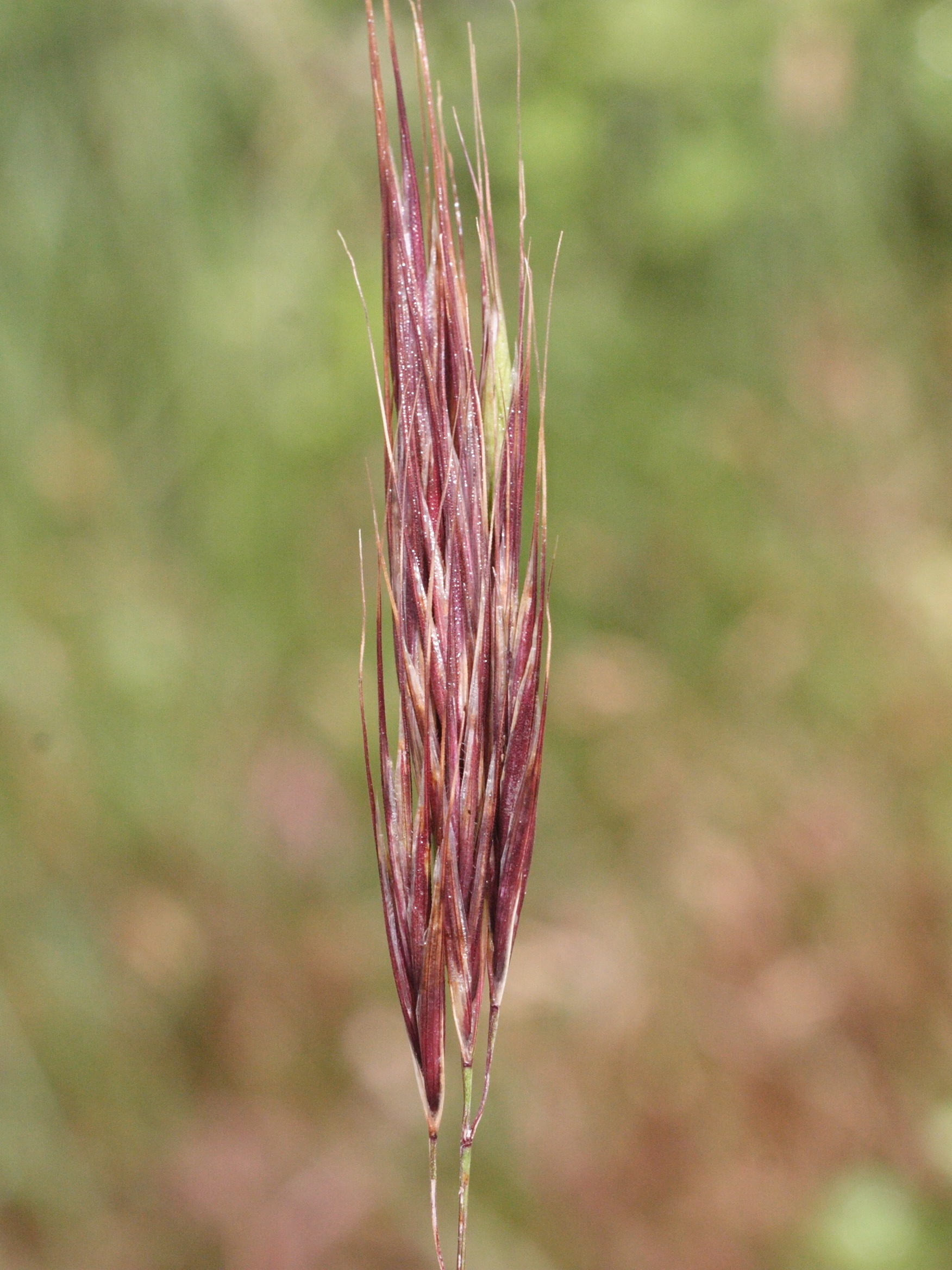bromus_madritensis2md