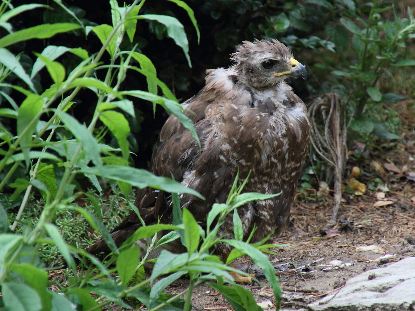 buse_variable_-_buteo_buteo5md