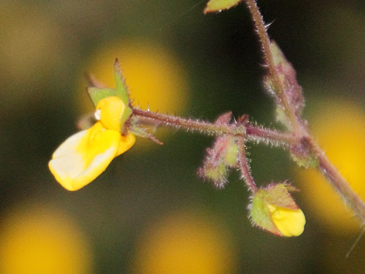 Calceolaria_tripartita
