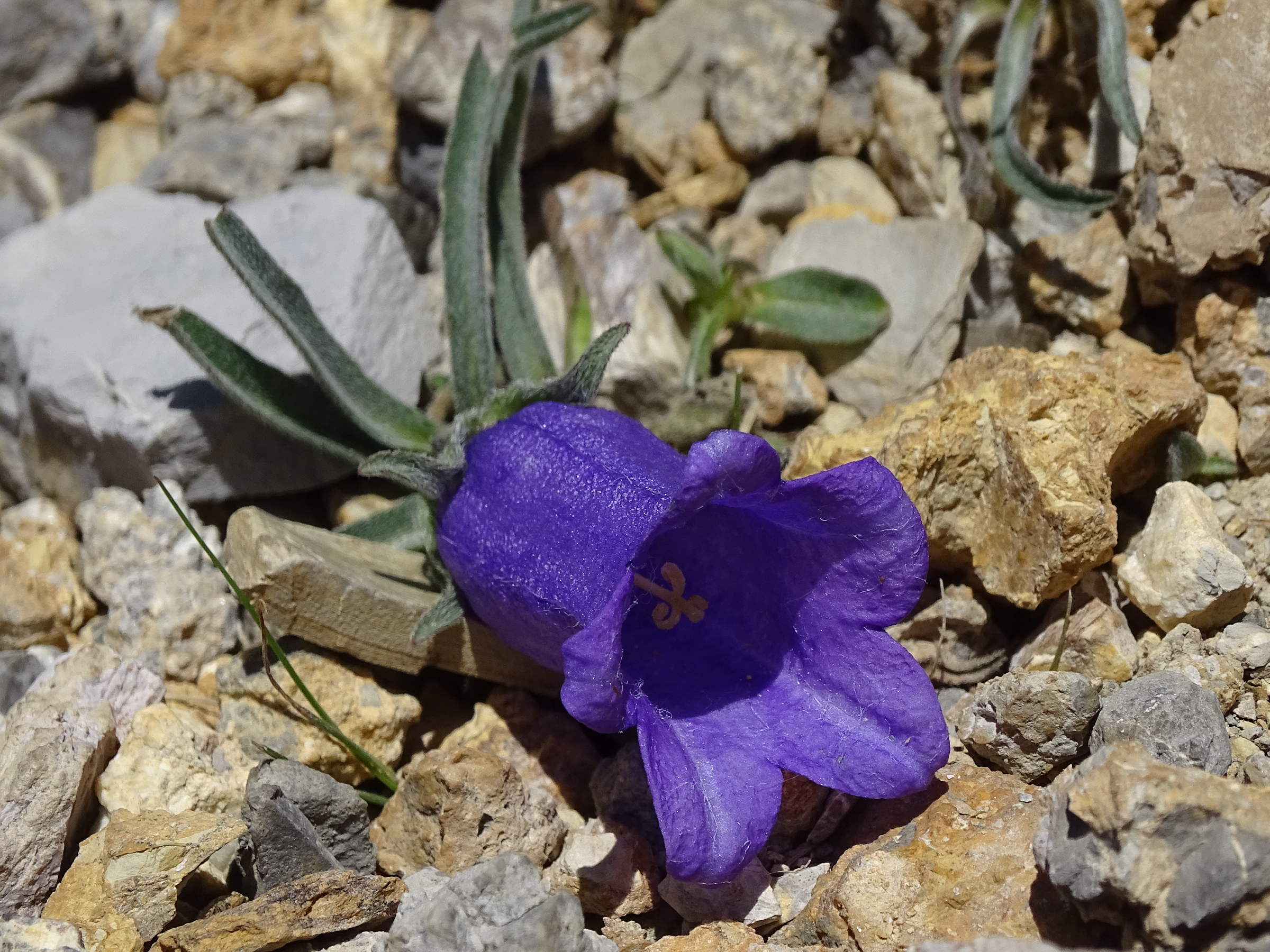 Afficher le média campanula_alpestris5mv campanula_alpestris5mv