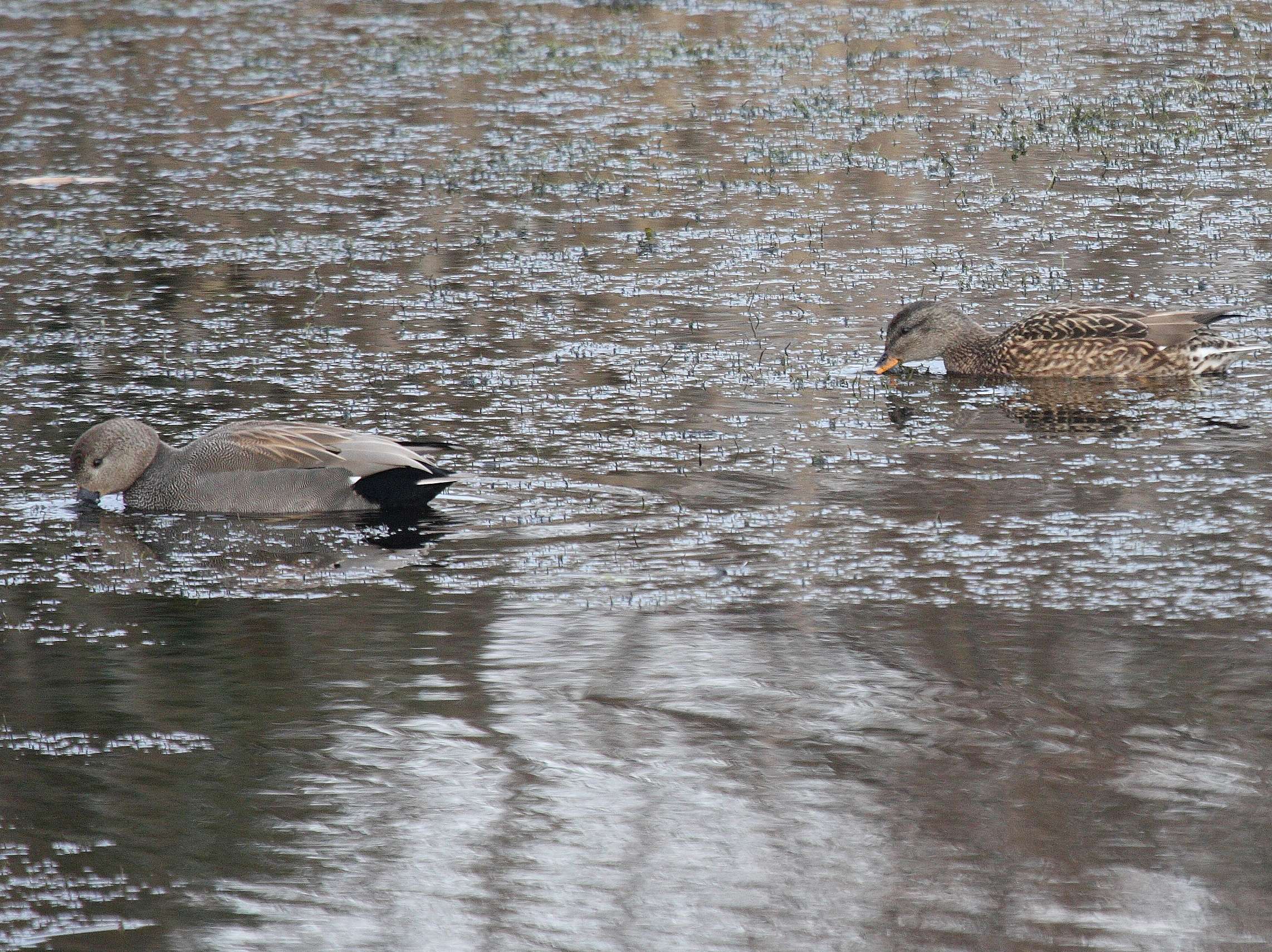 canard_chipeau_-_anas_strepera5bd