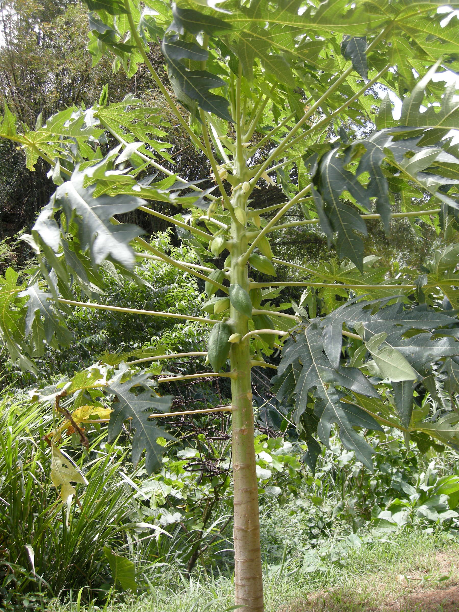 carica_papaya3md