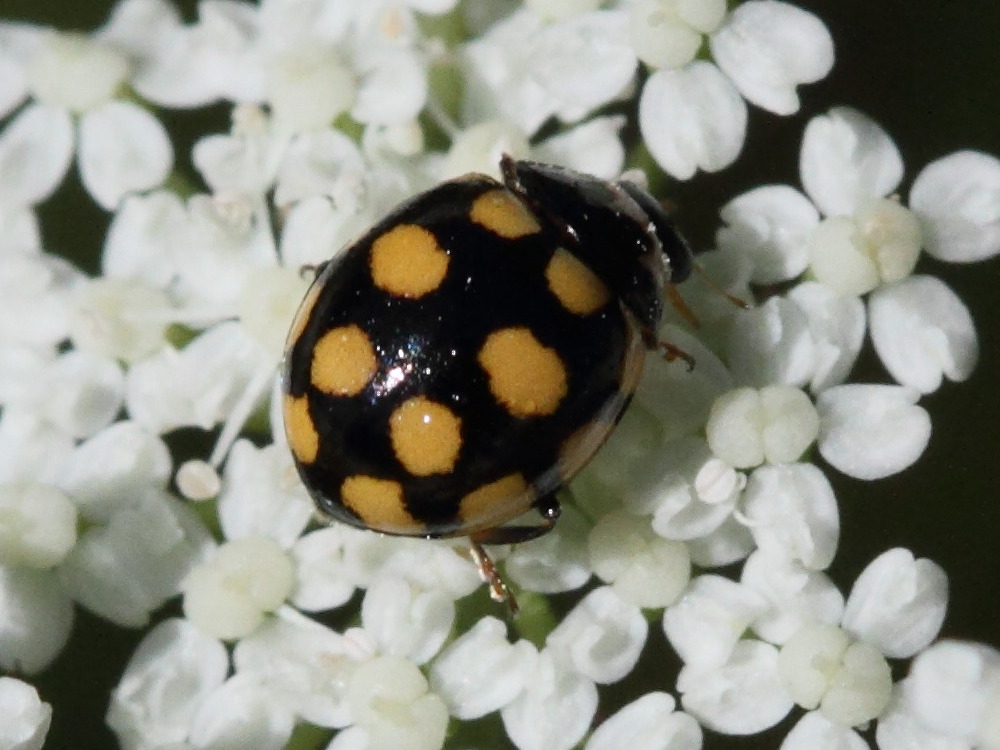 coccinula_quatuordecimpustulata