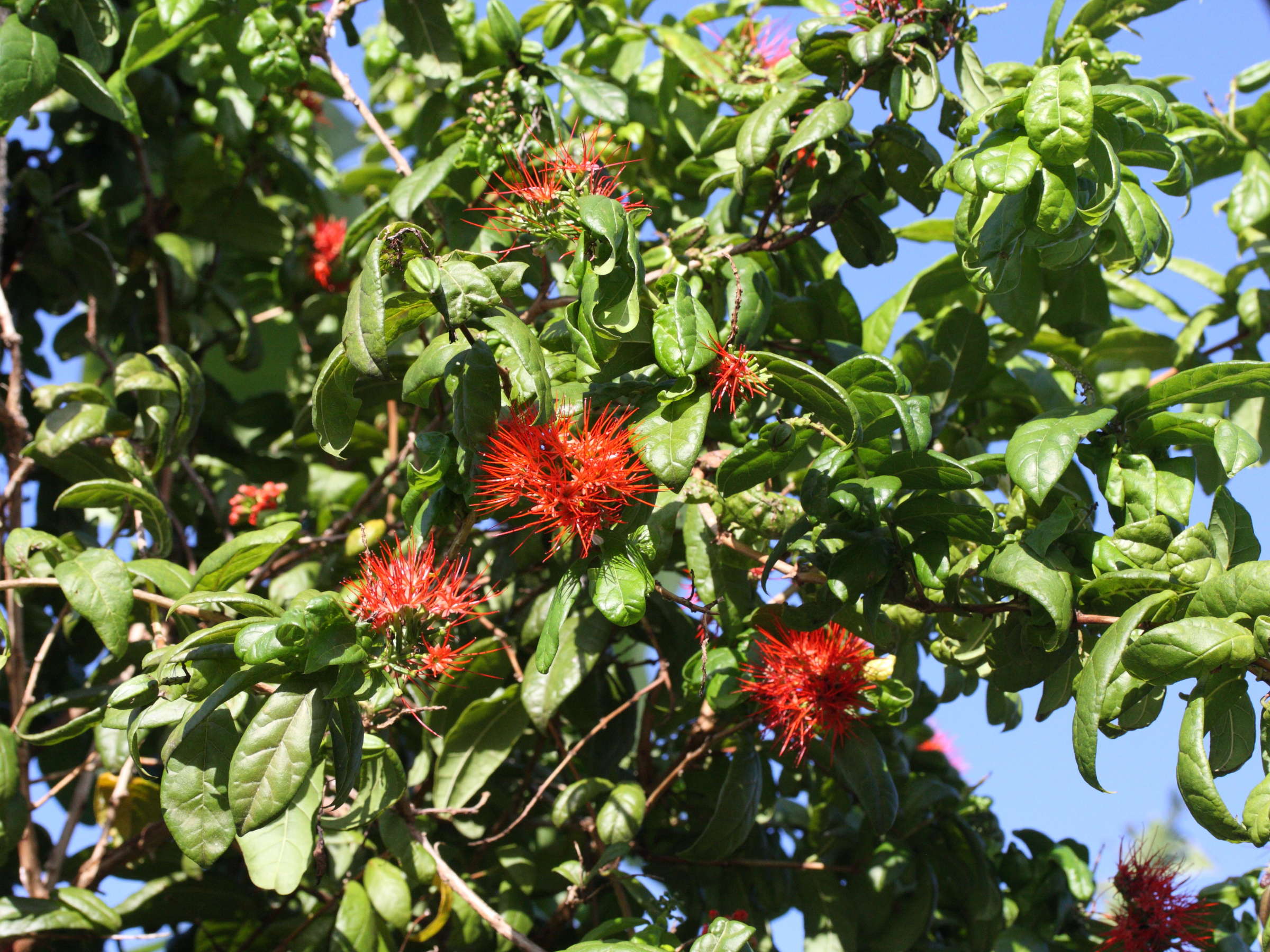 Afficher le média combretum_constrictum4md combretum_constrictum4md