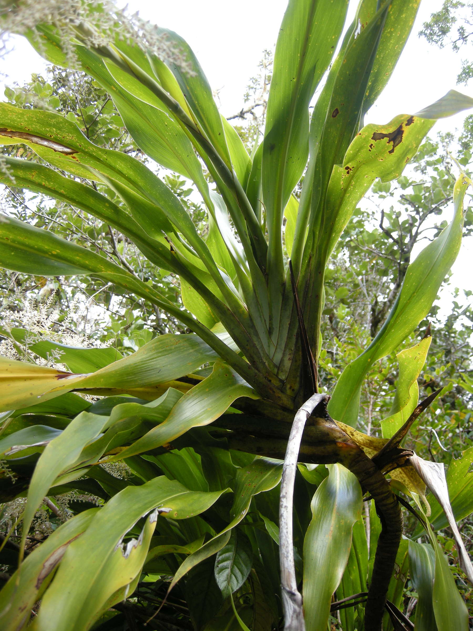 cordyline_mauritiana4md