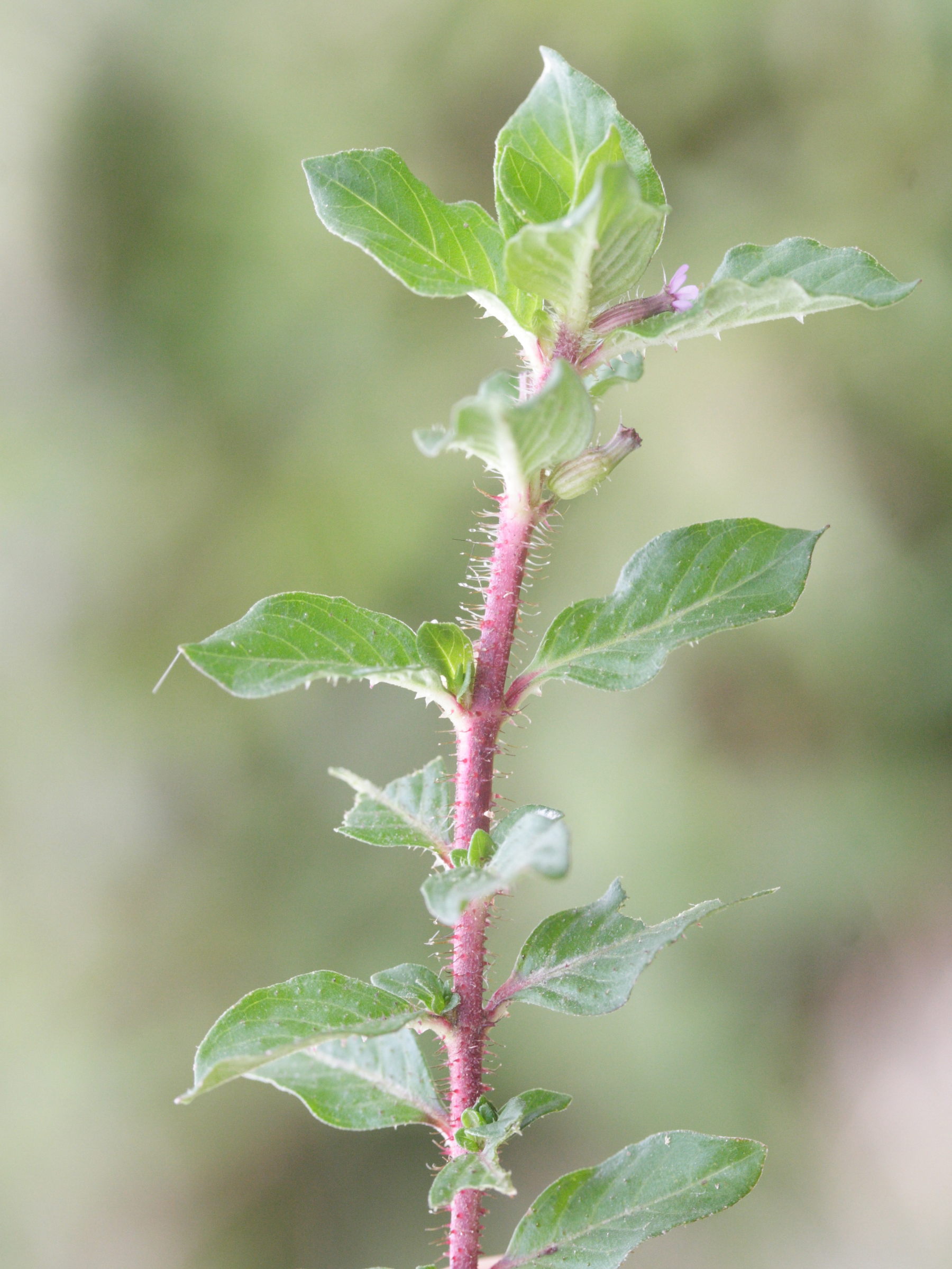 cuphea_carthagenensis2md