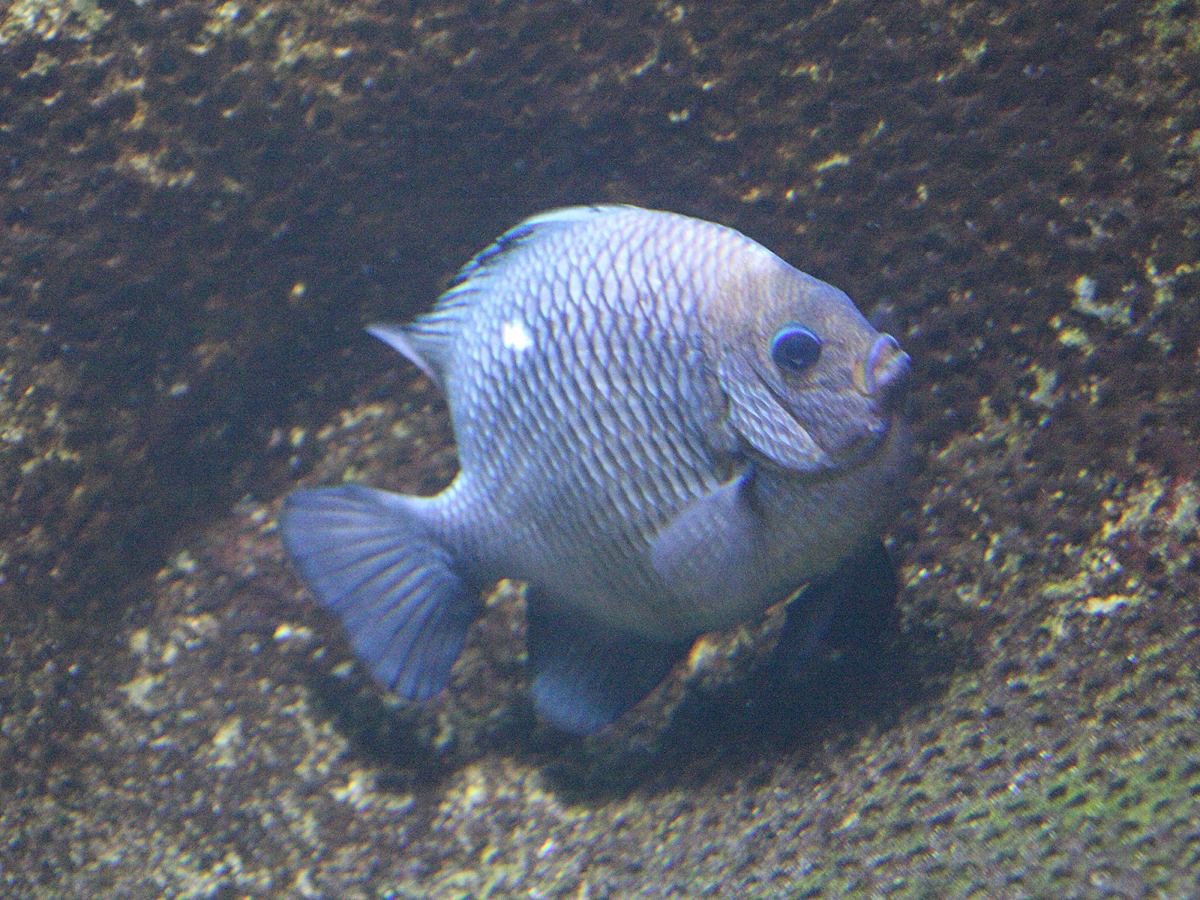 dascyllus_trimaculatus2bd