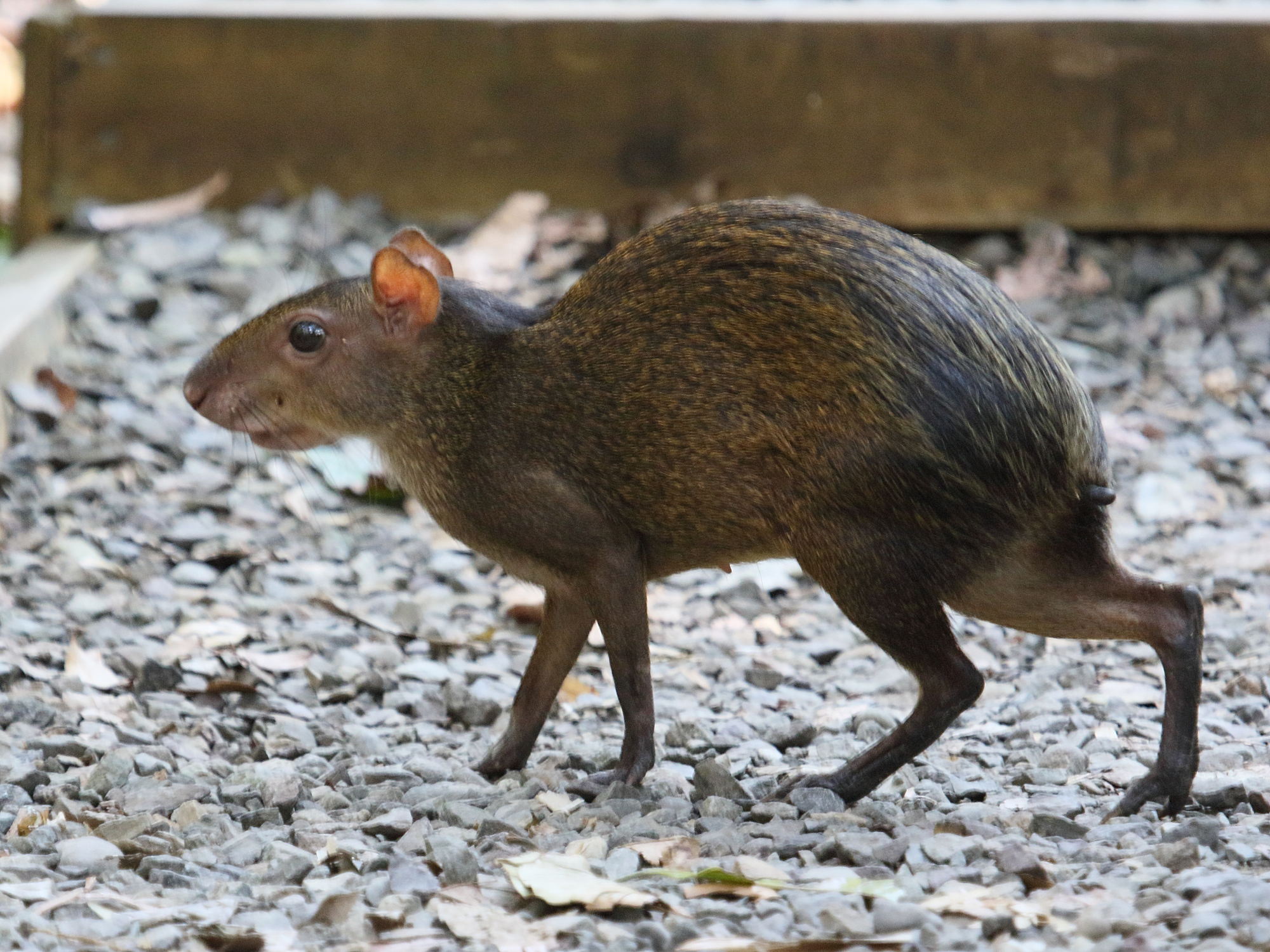 dasyprocta_punctata3bd