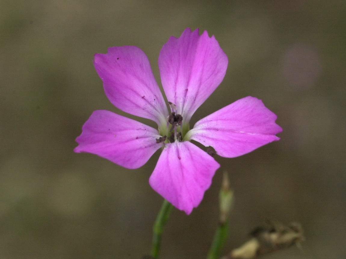 dianthus_graniticus2md