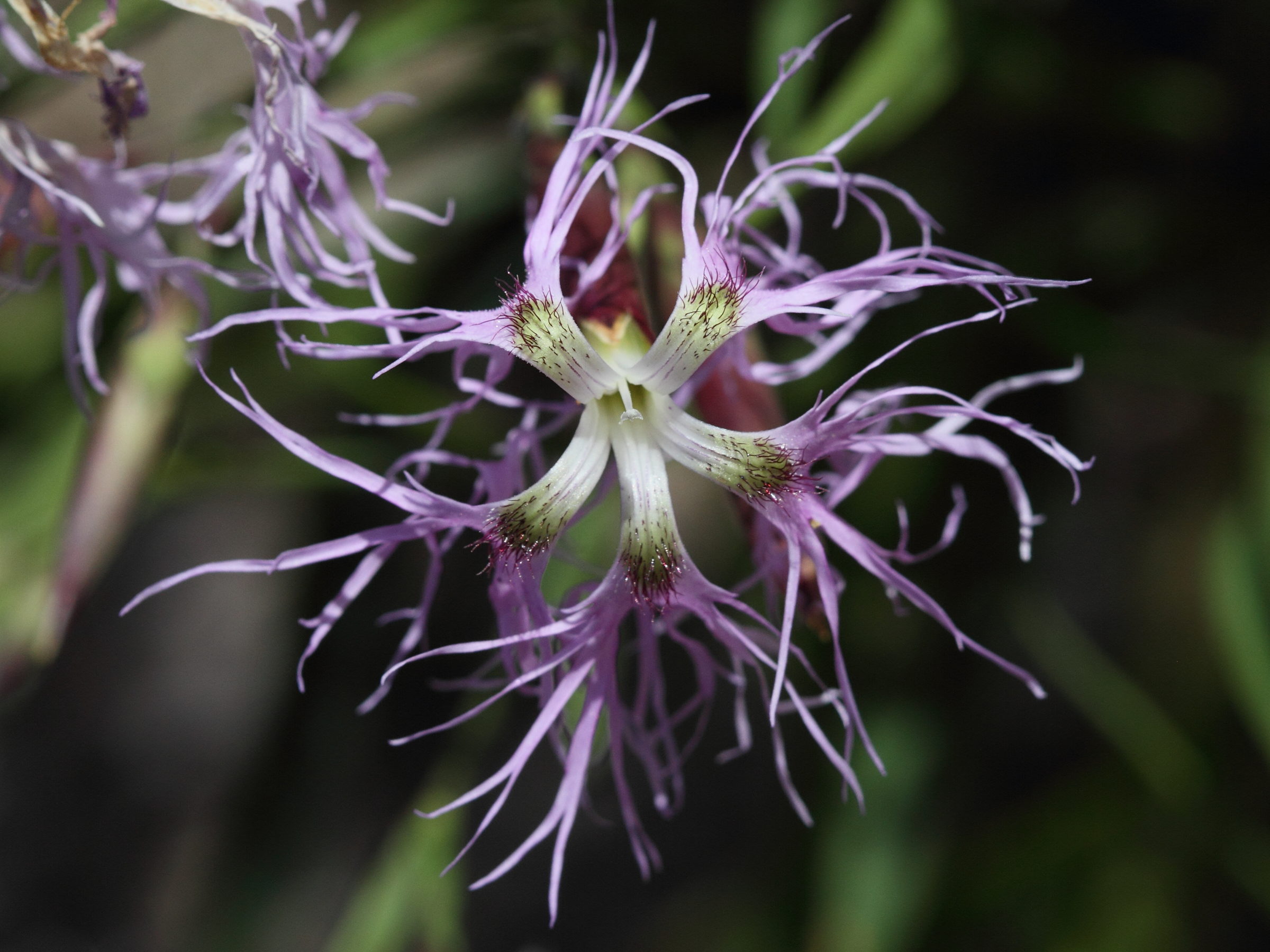 Afficher le média dianthus_superbus2bd dianthus_superbus2bd