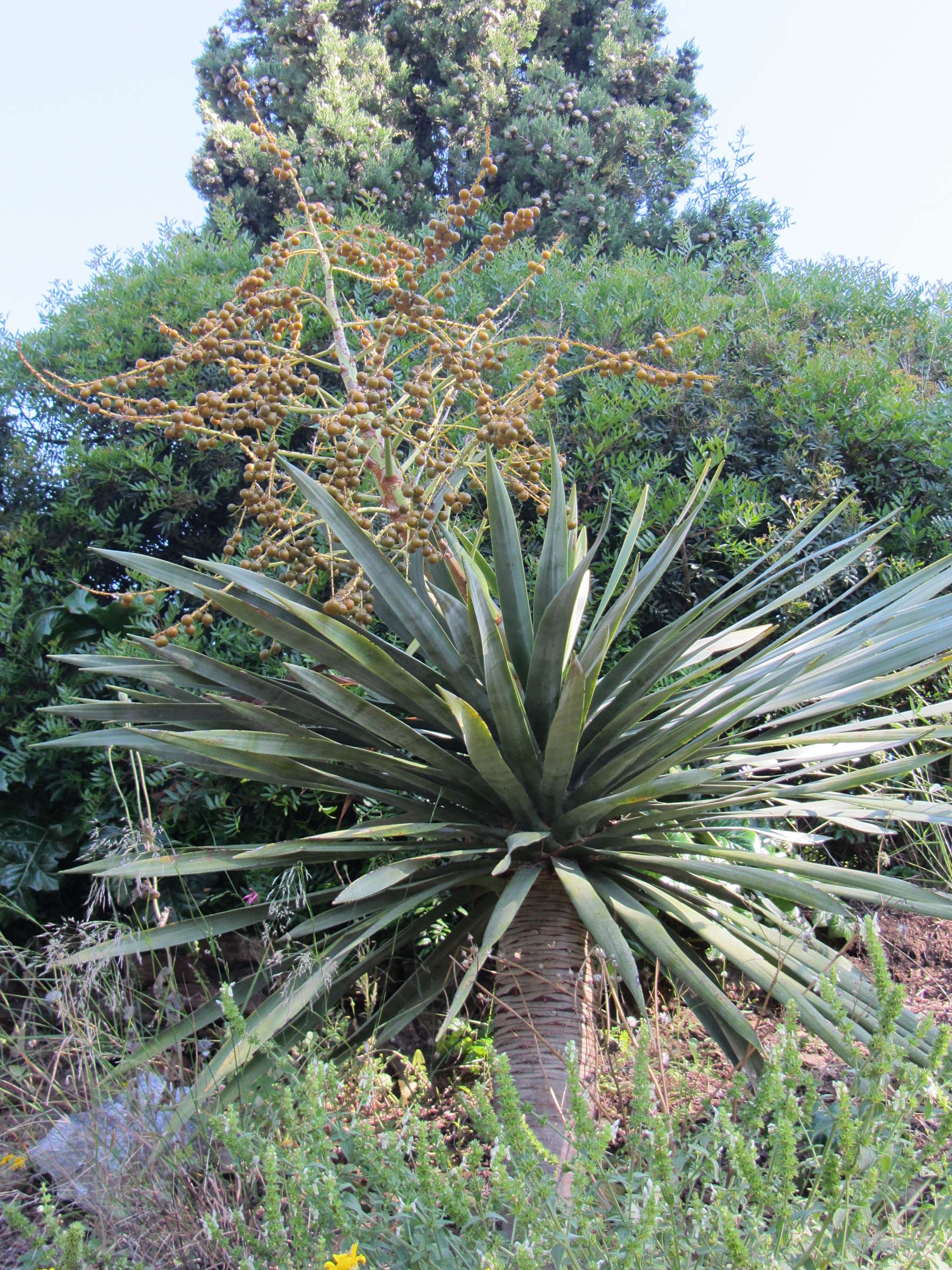 Afficher le média dracaena_draco4mv dracaena_draco4mv