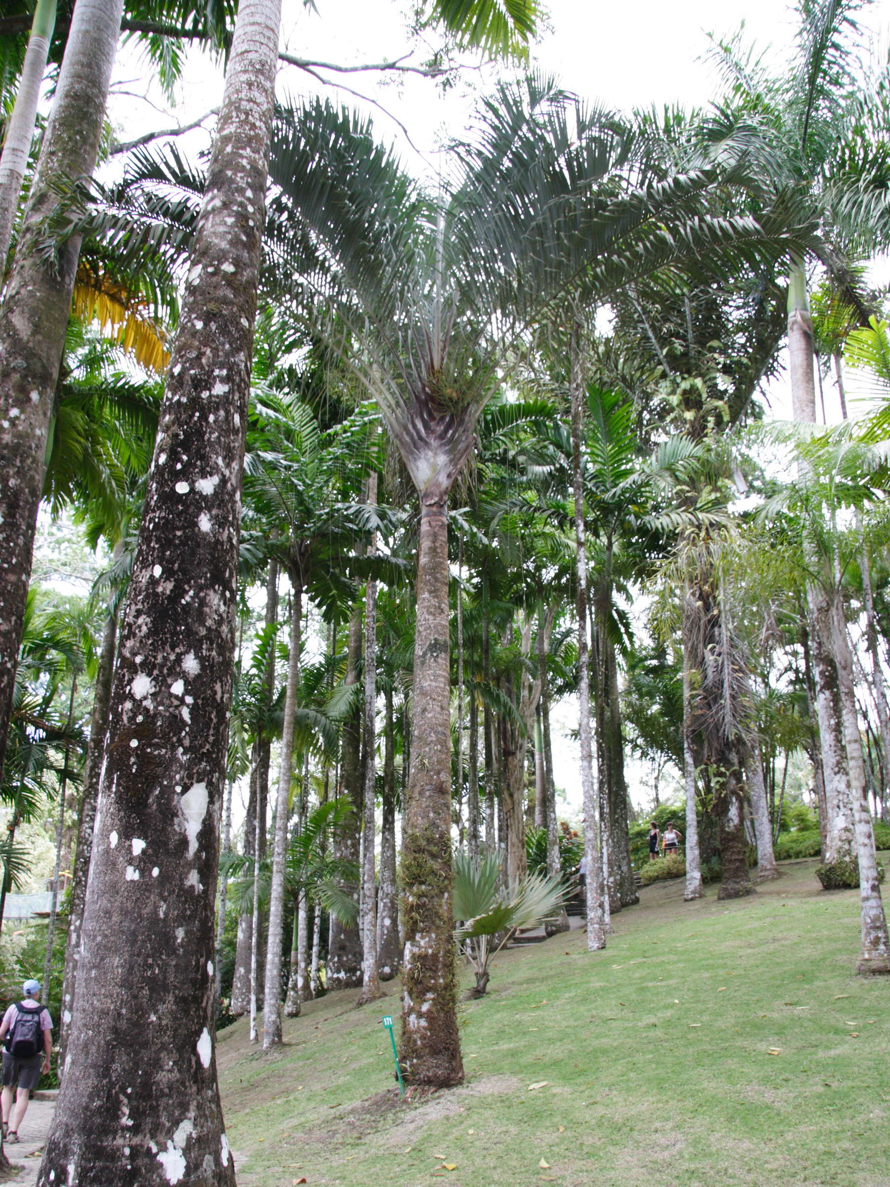 dypsis_decaryi3md