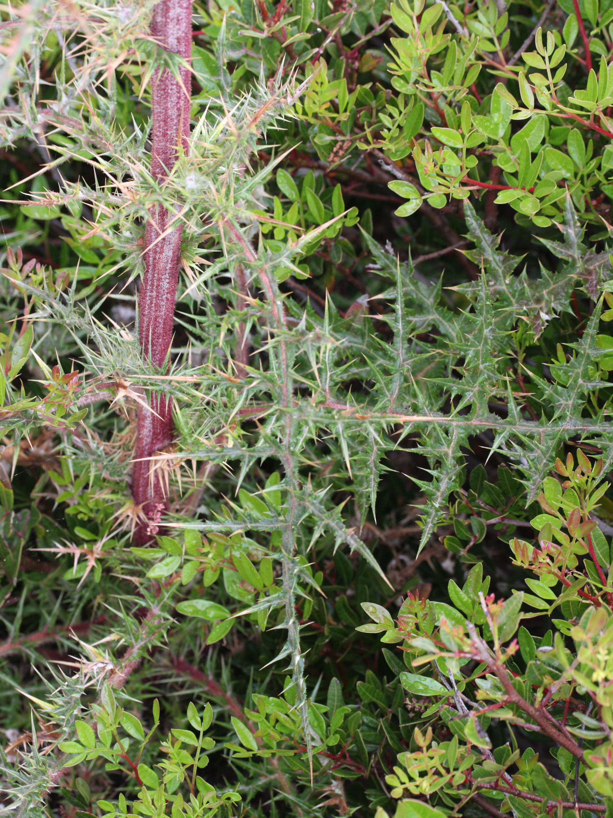 Afficher le média echinops_spinosissimus2md echinops_spinosissimus2md