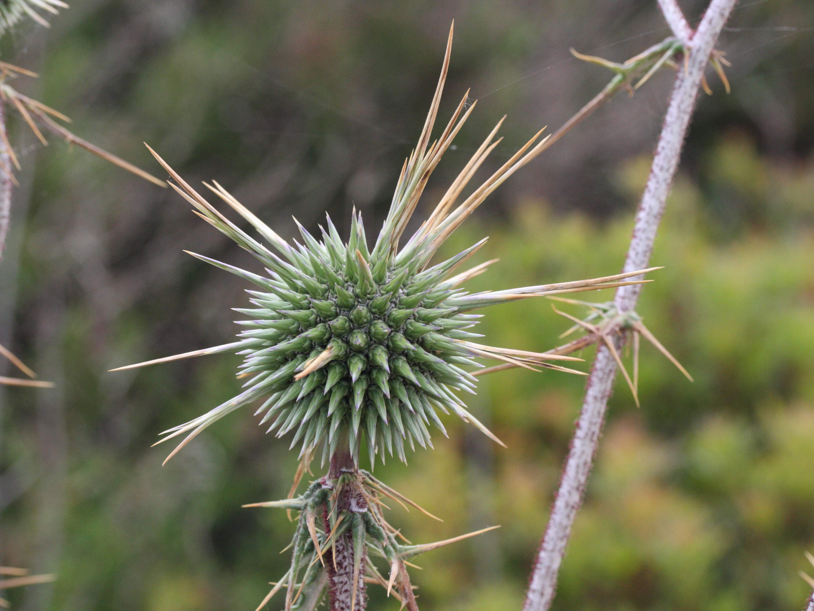 Afficher le média echinops_spinosissimus3md echinops_spinosissimus3md