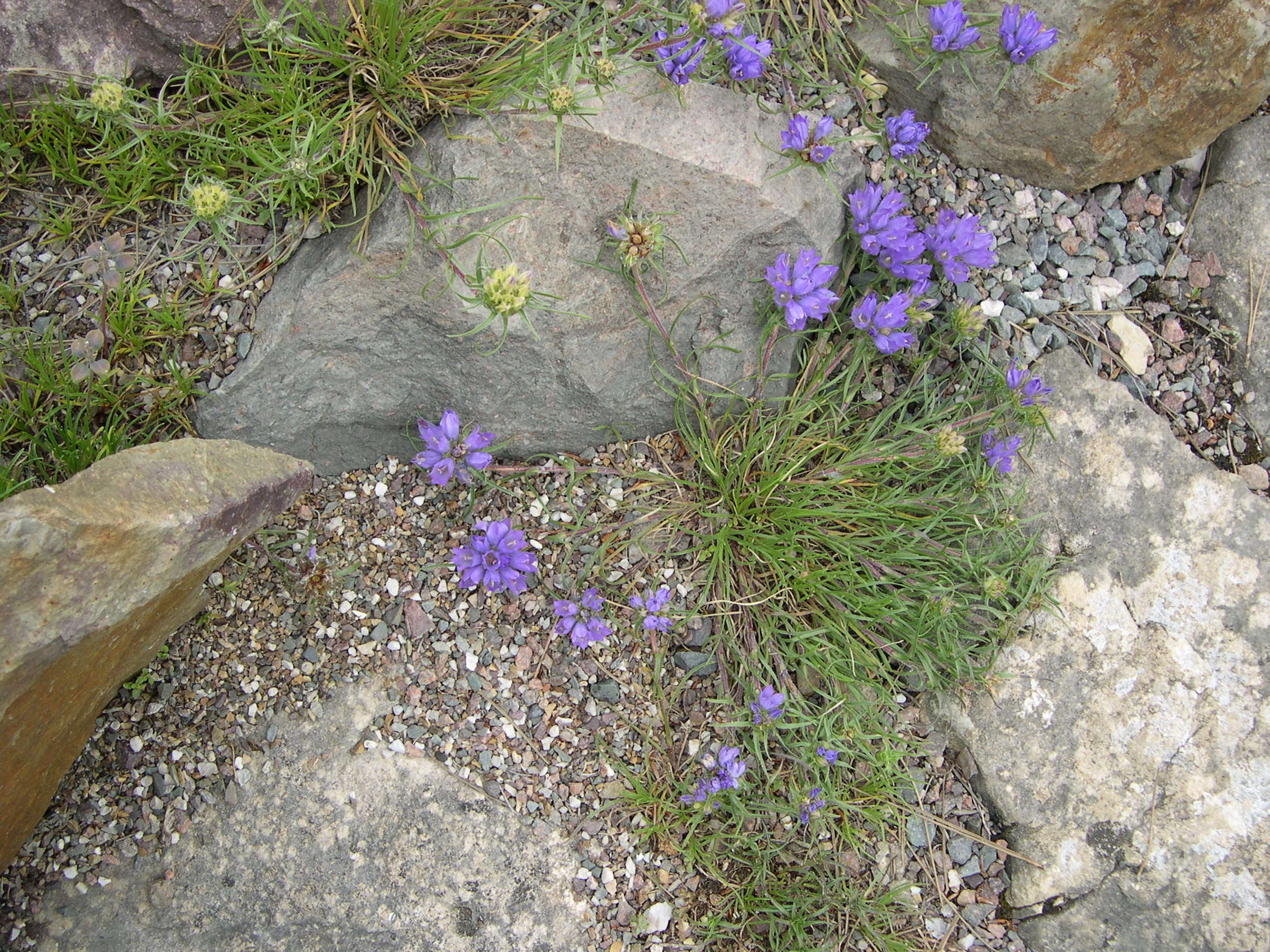 Afficher le média edraianthus_tenuifolius1md edraianthus_tenuifolius1md