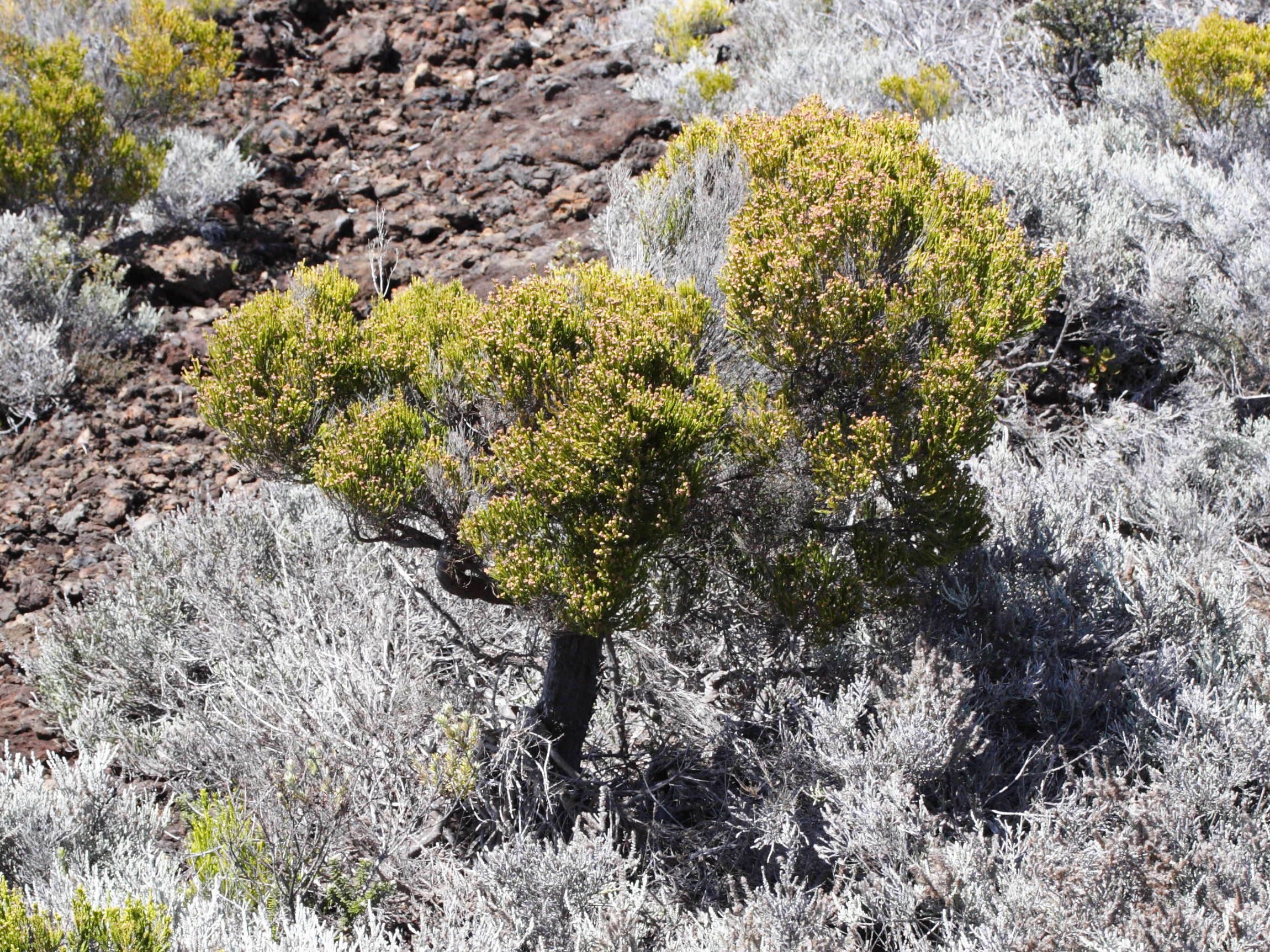 erica_reunionensis8md