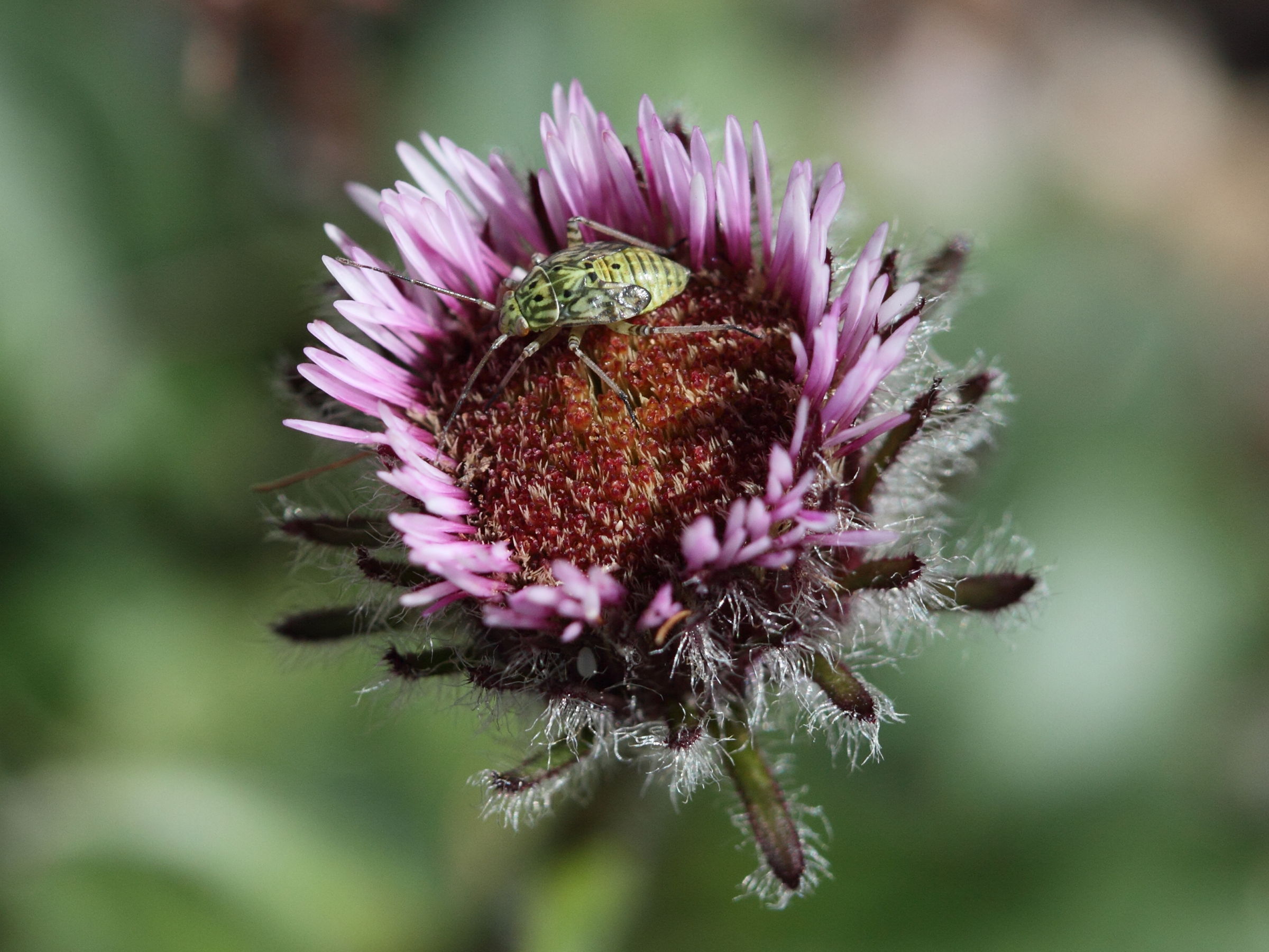 Afficher le média erigeron_uniflorus3bd erigeron_uniflorus3bd