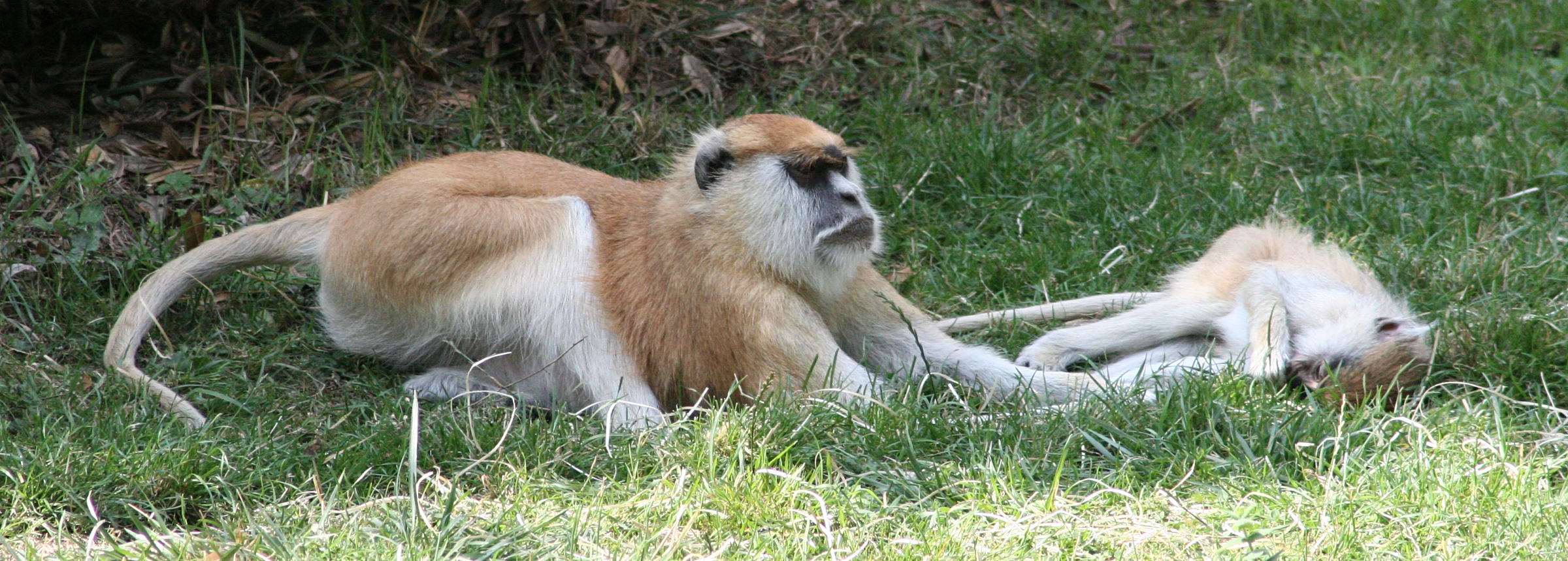 erythrocebus_patas1md