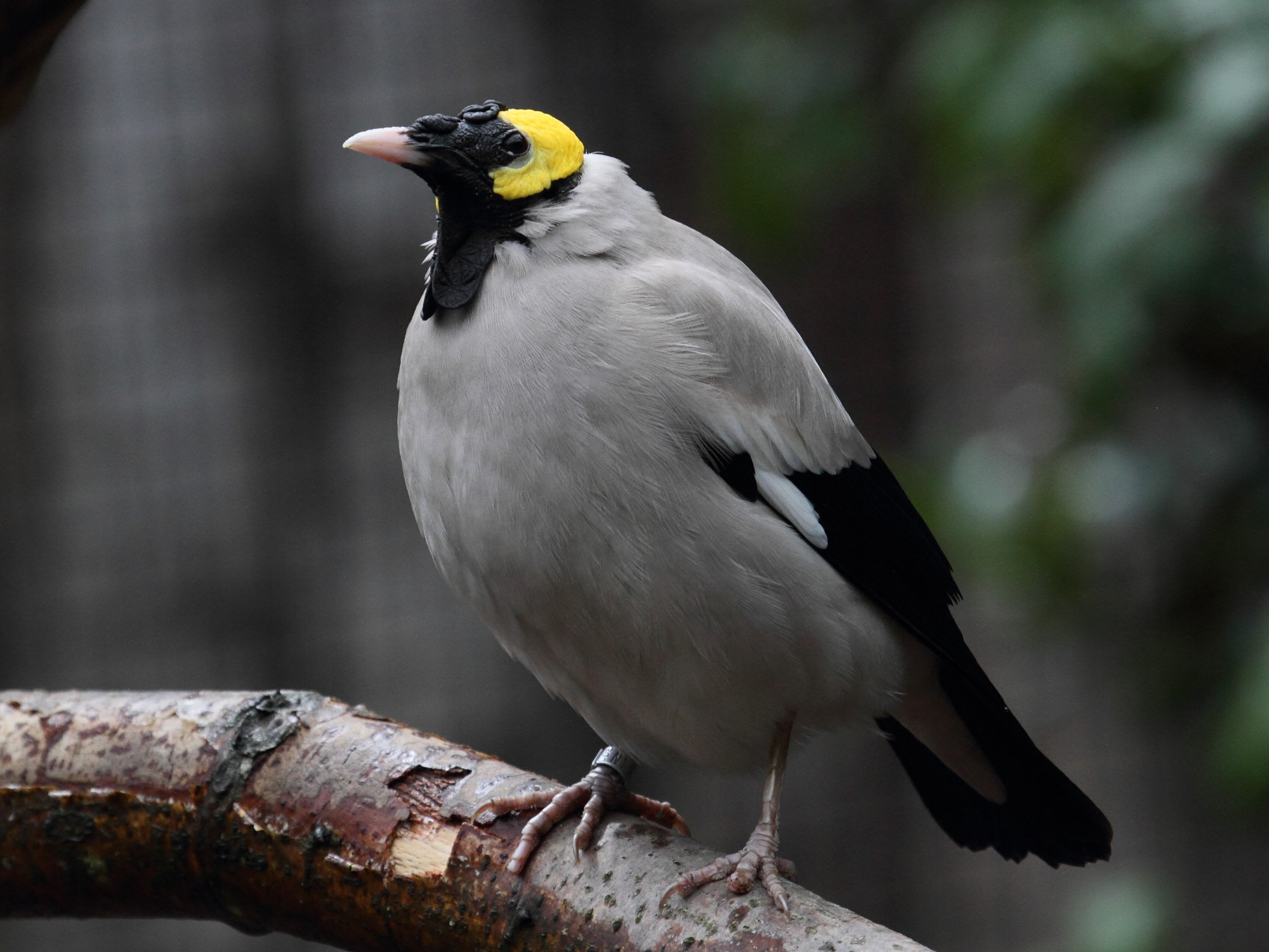 etourneau_caroncule_-_creatophora_cinerea1bd