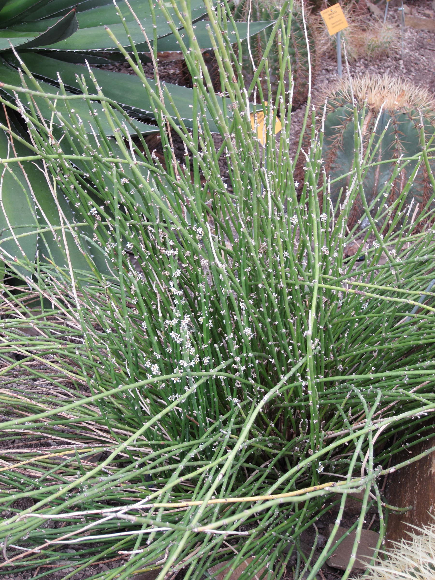 euphorbia_antisyphilitica1bd