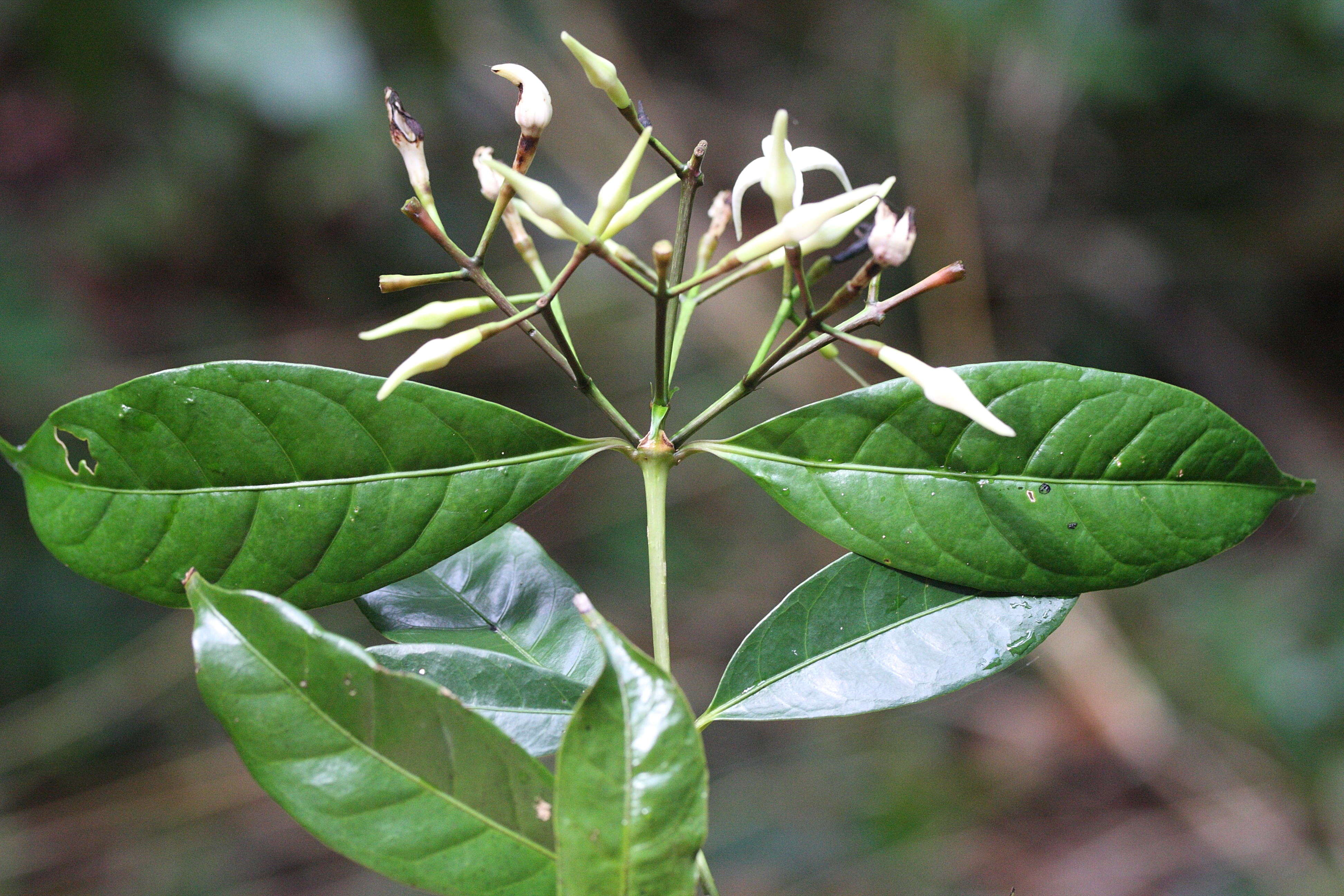 faramea_occidentalis2md