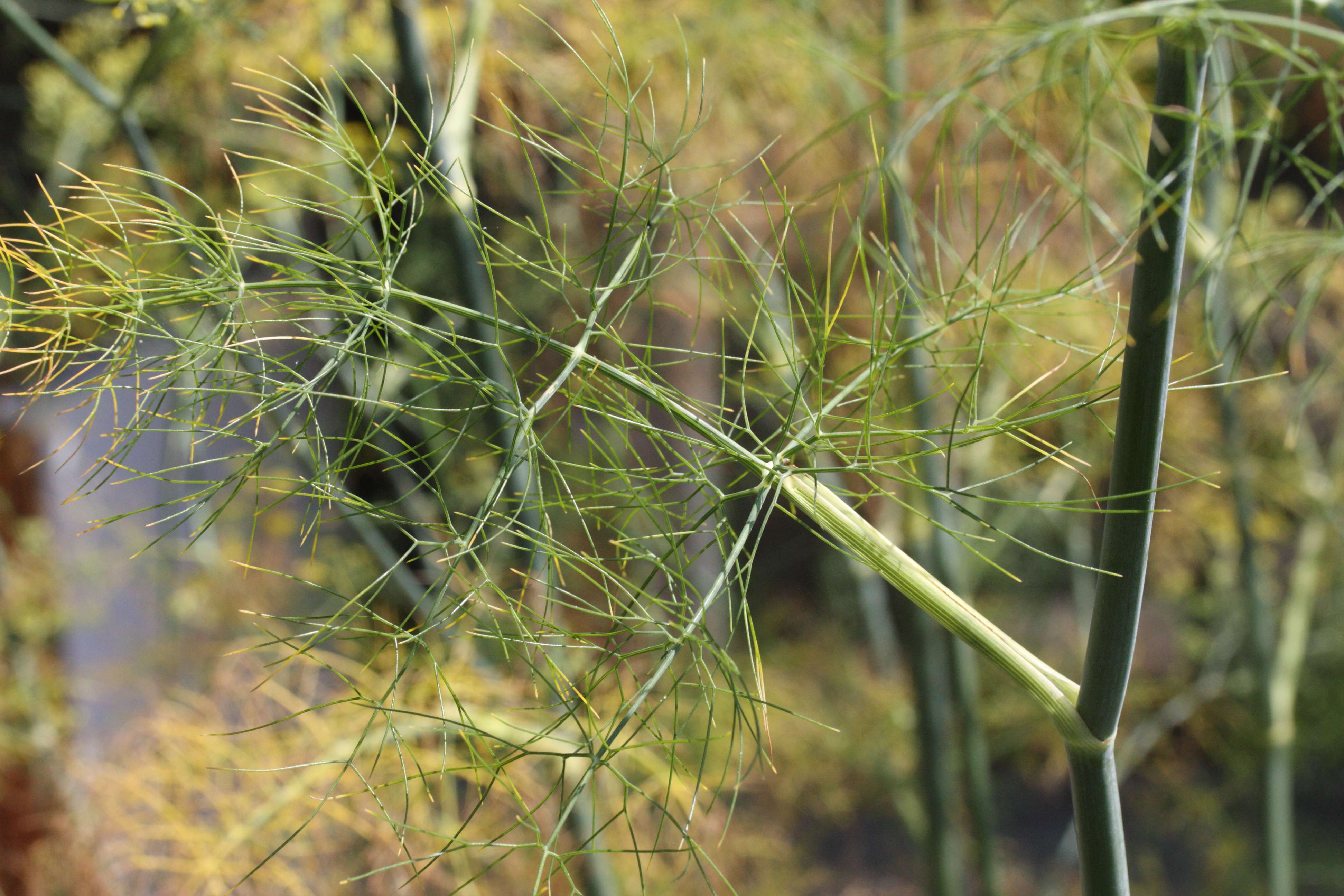 foeniculum_vulgare4md