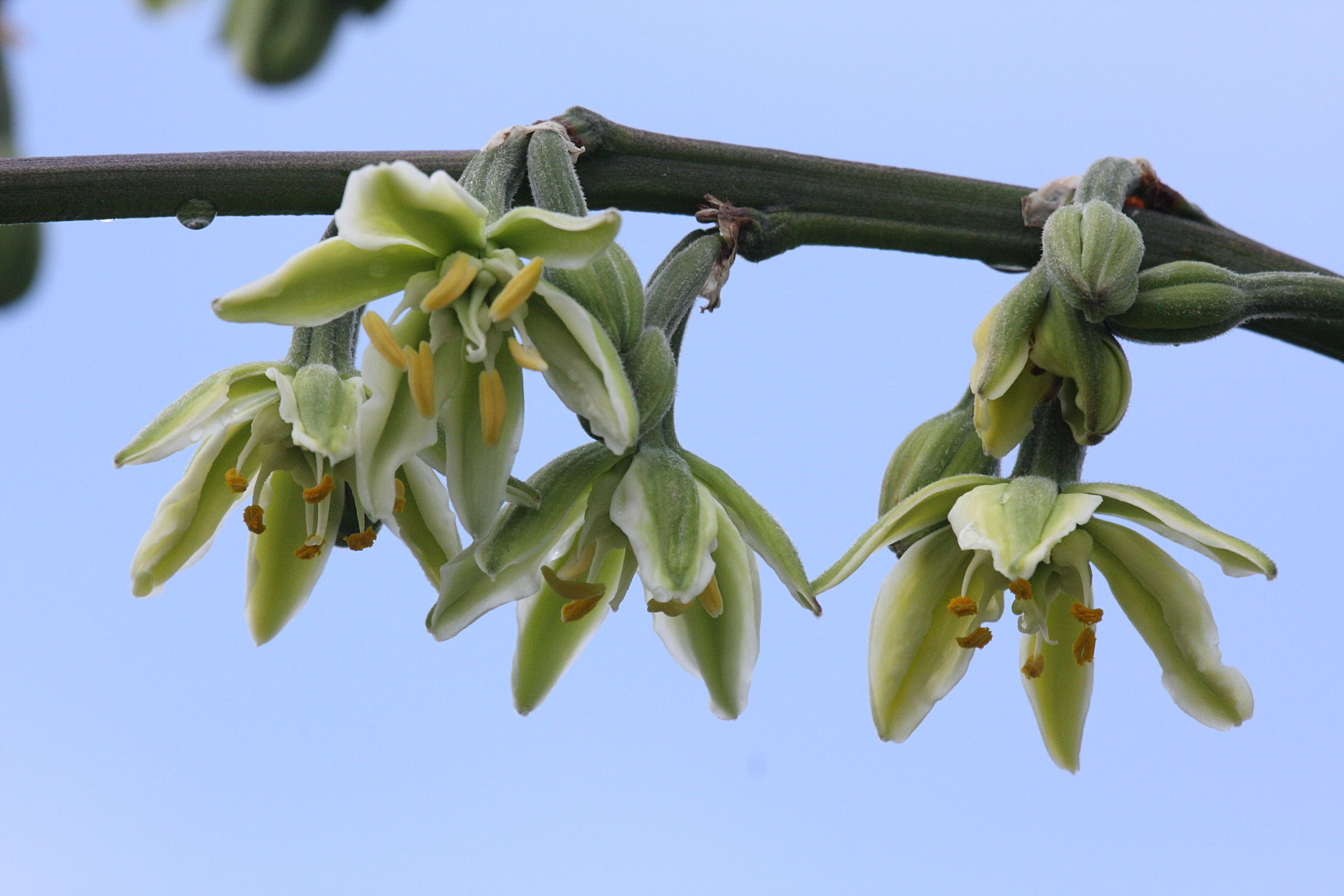 furcraea_longaeva2bd