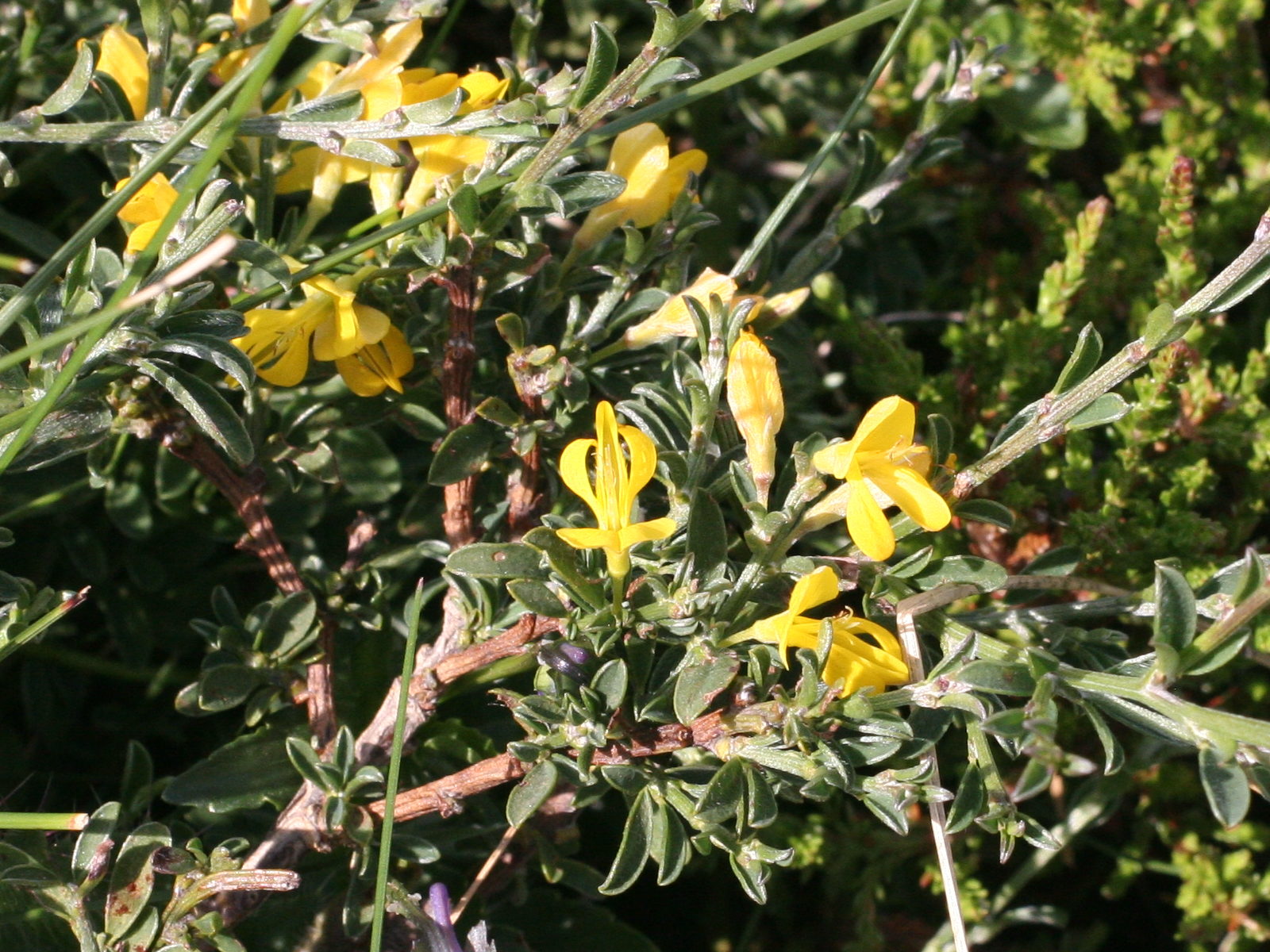 genista_pilosa3md