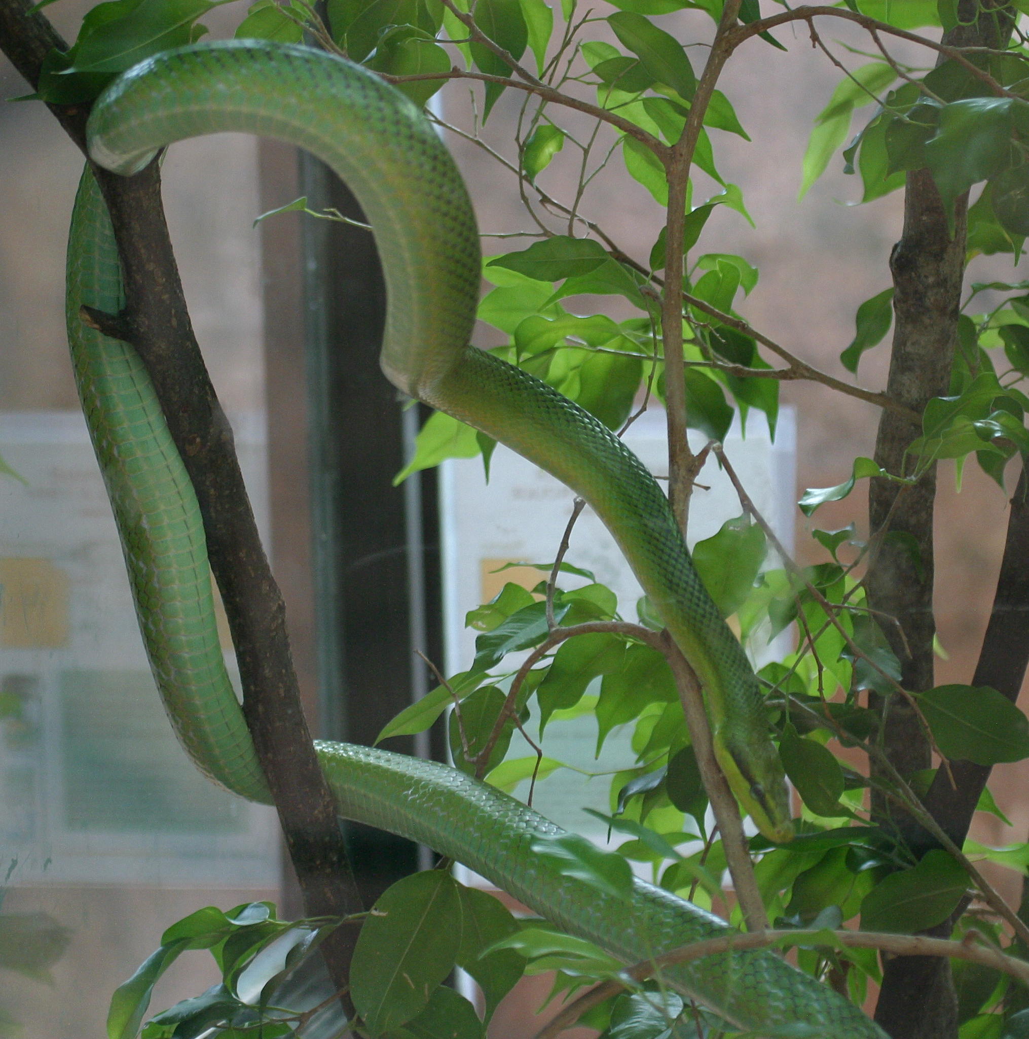 Afficher le média gonyosoma_oxycephalum1bd gonyosoma_oxycephalum1bd